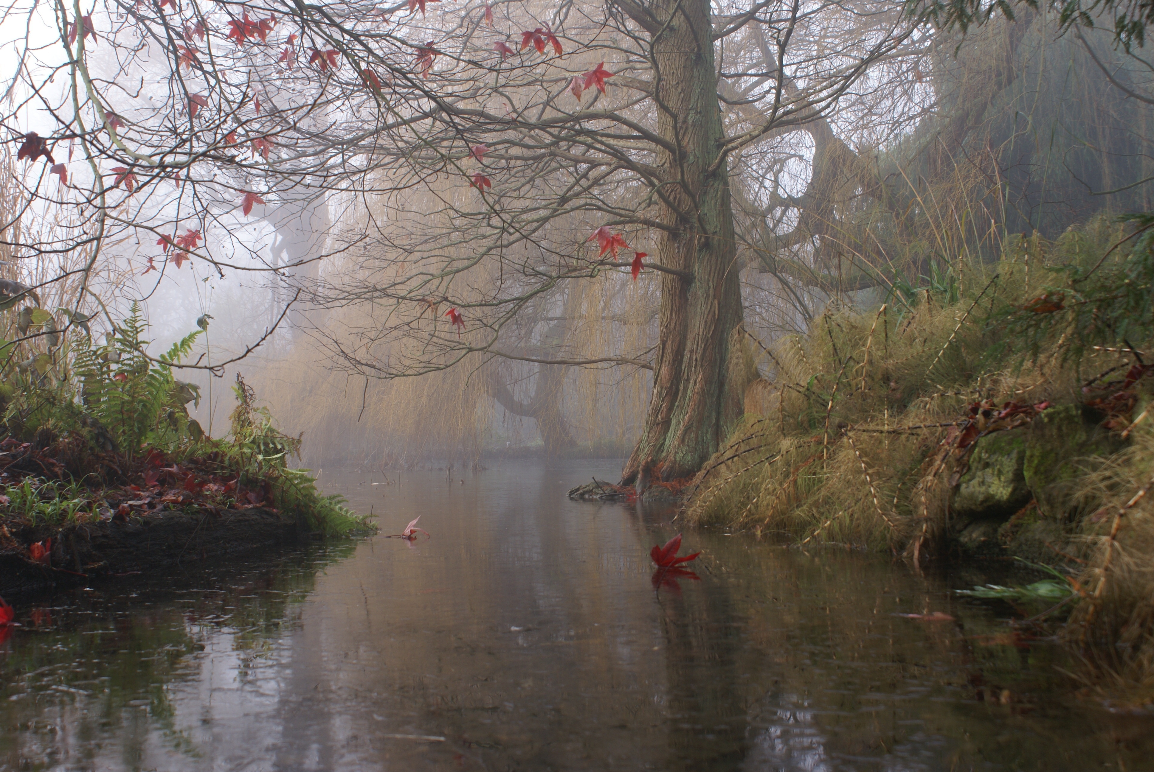 fog, art, tree, lake, nature, wood, bush, sheet, leaf, painting Free Stock Photo
