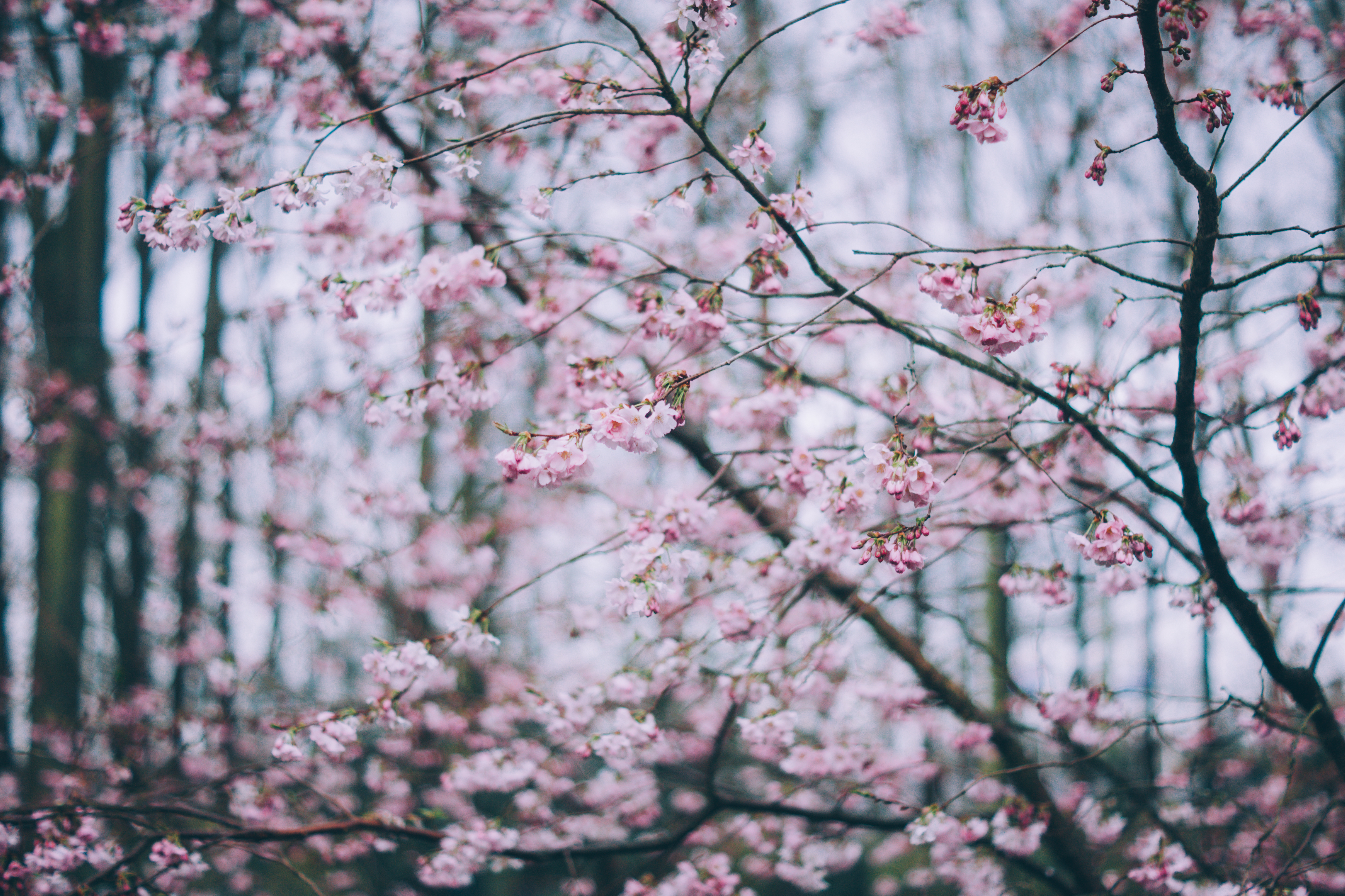 Download mobile wallpaper Spring, Branches, Bloom, Flowers, Flowering, Nature for free.