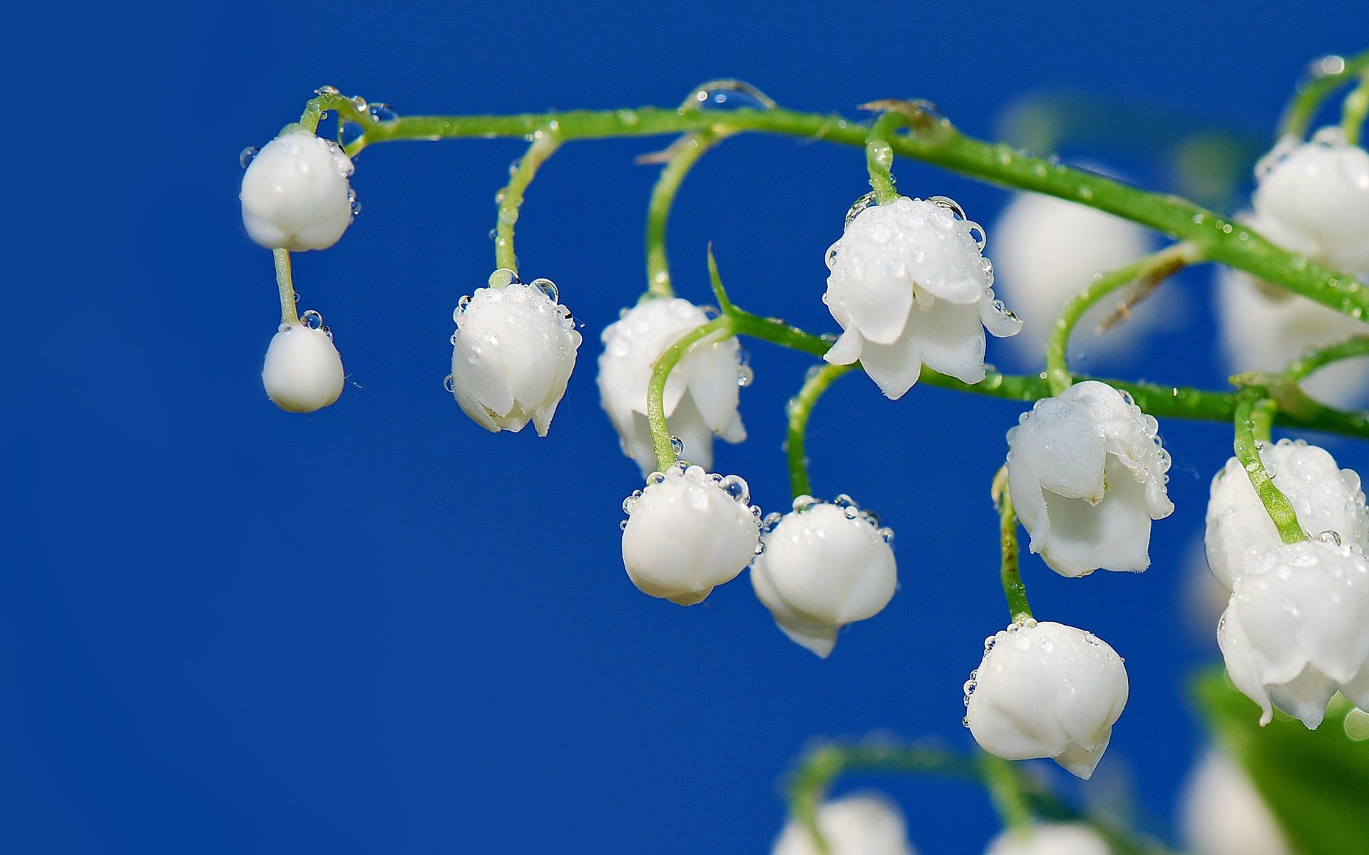 Téléchargez gratuitement l'image Fleurs, Fleur, Terre/nature sur le bureau de votre PC