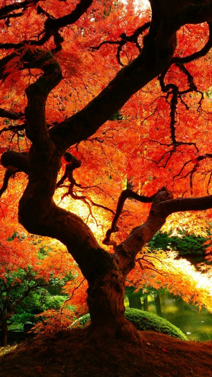 Baixar papel de parede para celular de Outono, Árvore, Terra/natureza gratuito.
