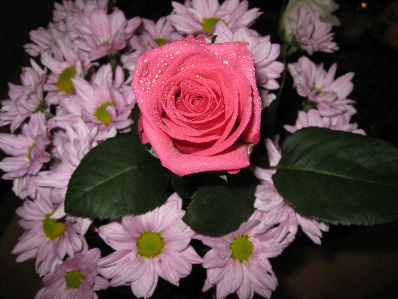 Téléchargez gratuitement l'image Fleurs, Feuilles, Drops, Chrysanthème, Une Rose, Bouquet, Rose sur le bureau de votre PC