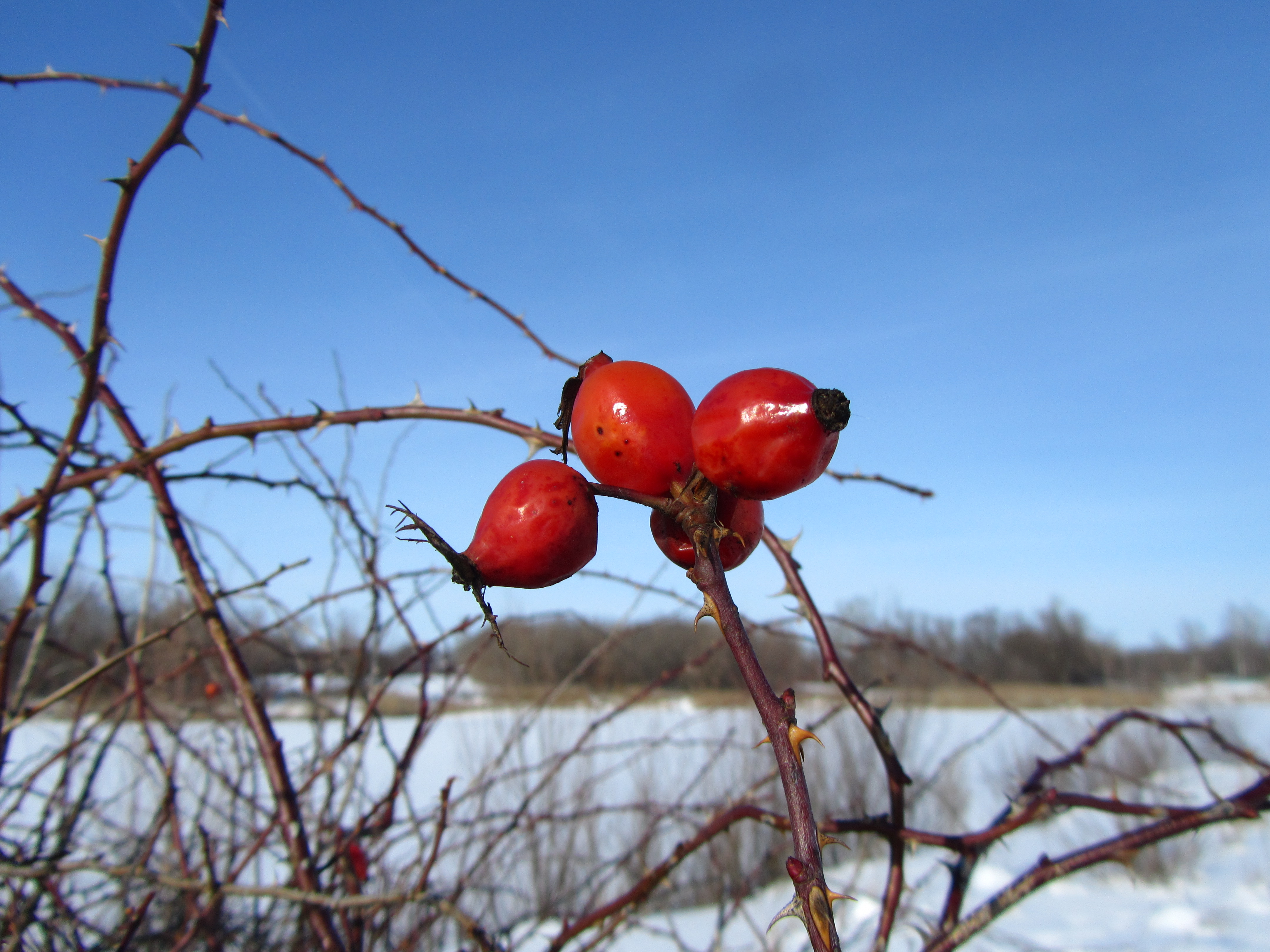 Free download wallpaper Food, Berry on your PC desktop