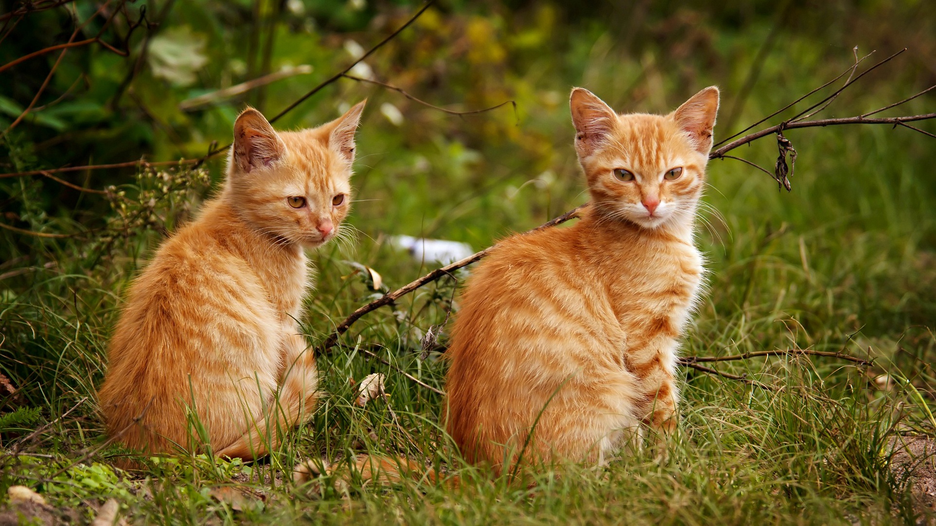 Download mobile wallpaper Cats, Cat, Kitten, Animal, Baby Animal for free.