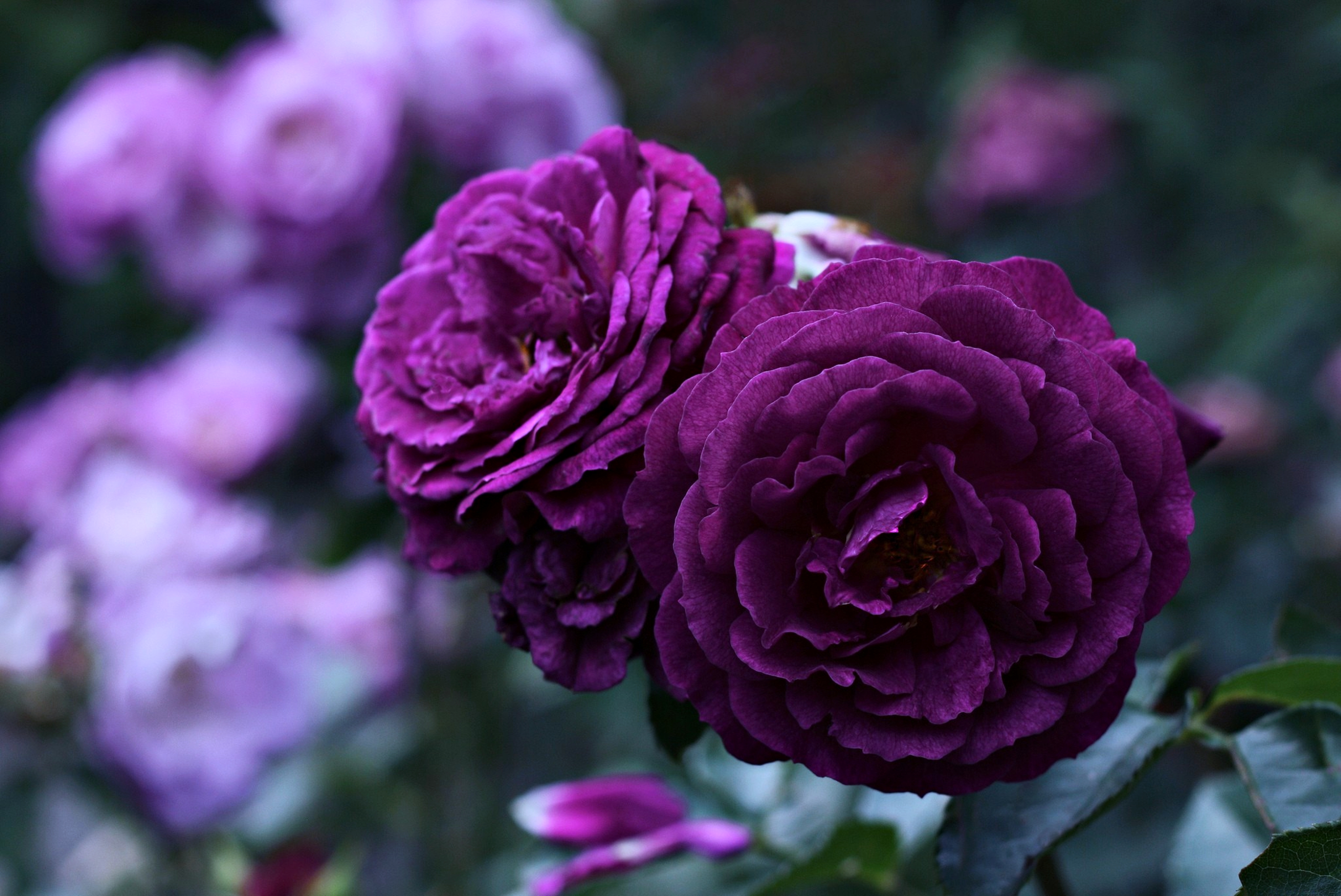 Скачать картинку Фиолетовый Цветок, Флауэрсы, Цветок, Роза, Земля/природа в телефон бесплатно.