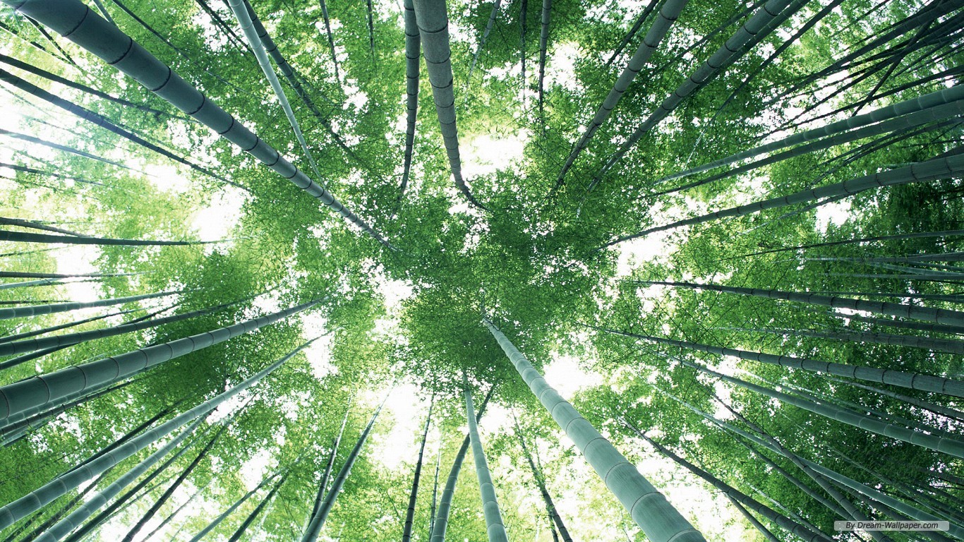 Baixe gratuitamente a imagem Bambu, Terra/natureza na área de trabalho do seu PC