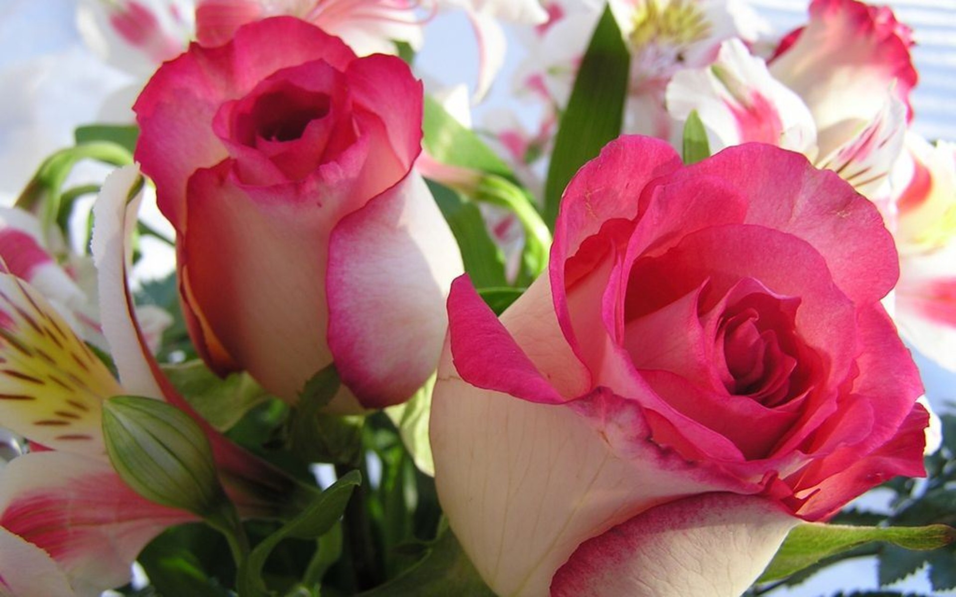 Free download wallpaper Flowers, Flower, Rose, Earth on your PC desktop