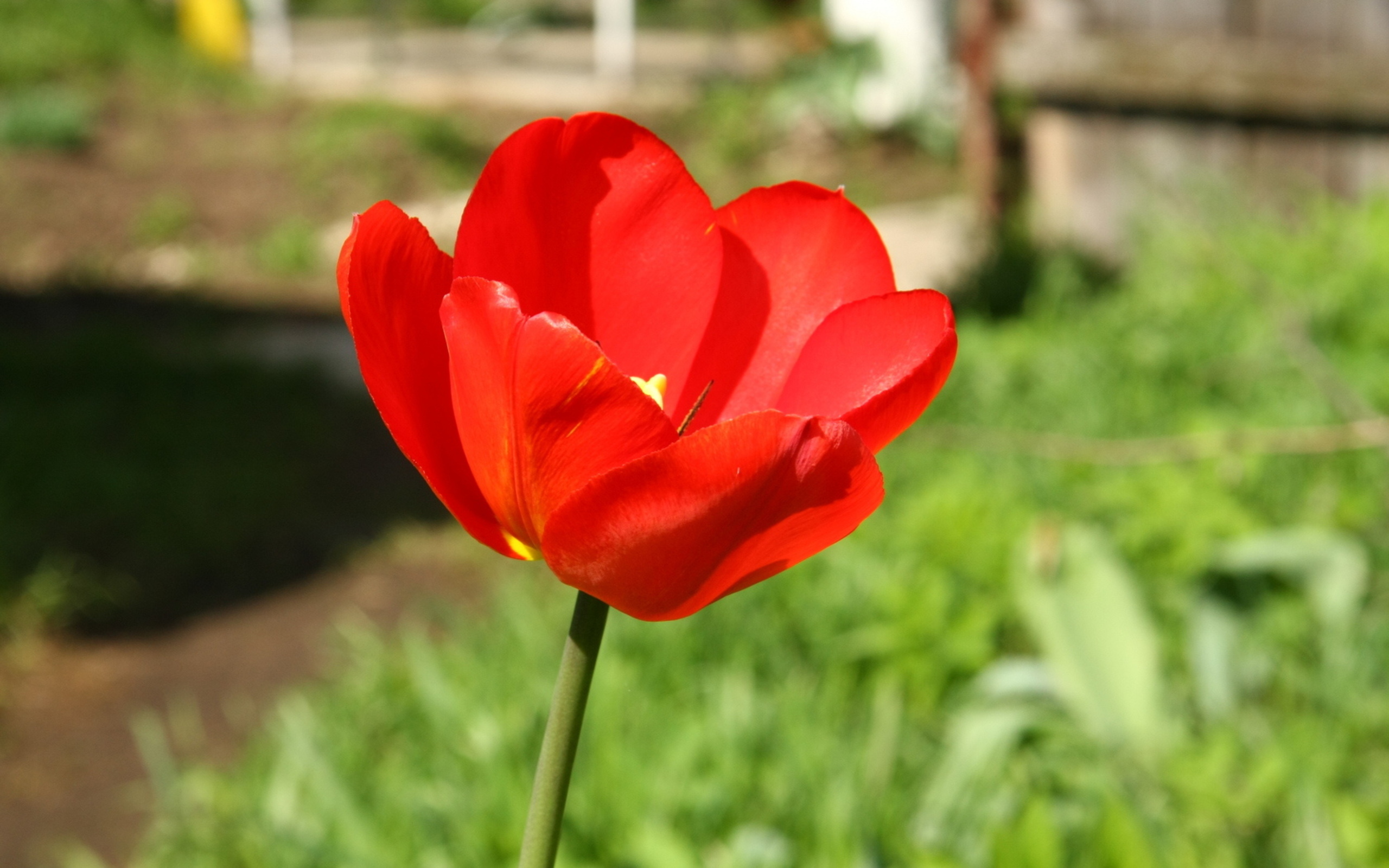 Download mobile wallpaper Tulip, Flowers, Flower, Earth for free.