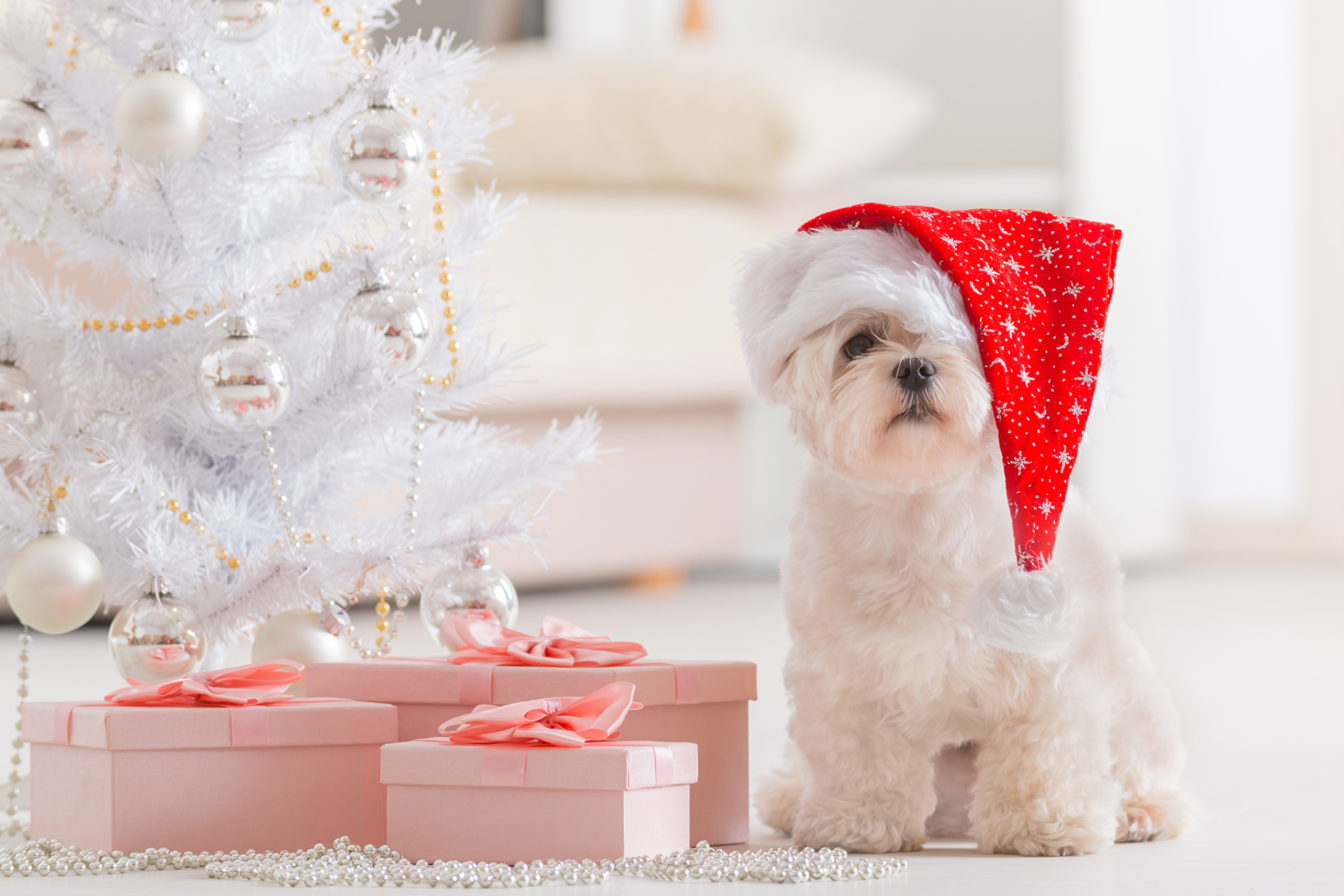 474715 Bild herunterladen tiere, maltesisch, weihnachtsschmuck, weihnachten, hund, geschenk, feiertag, weihnachtsmütze, hunde - Hintergrundbilder und Bildschirmschoner kostenlos