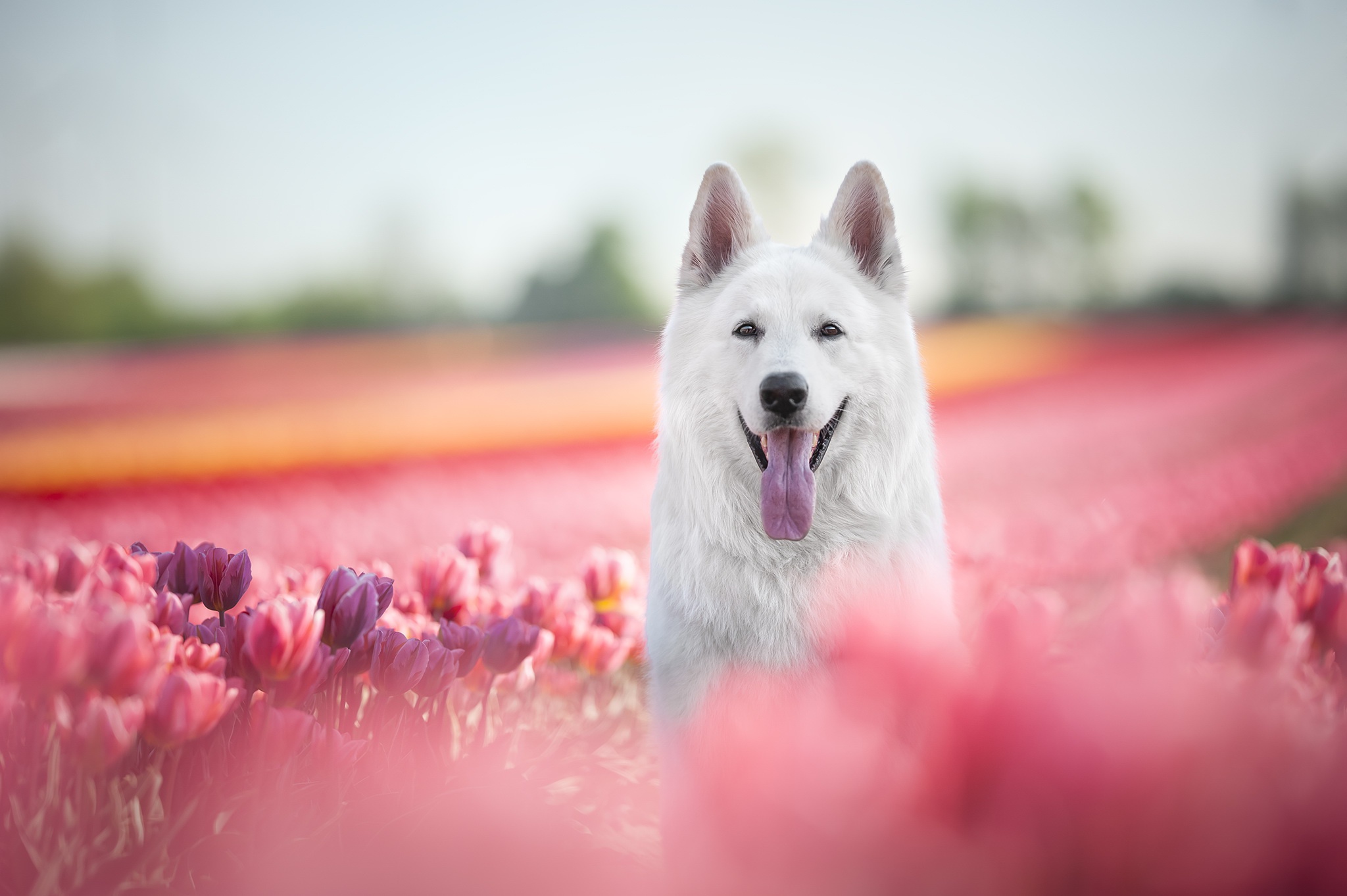 945500 descargar imagen animales, pastor blanco suizo, profundidad de campo, perro, flor, tulipán: fondos de pantalla y protectores de pantalla gratis