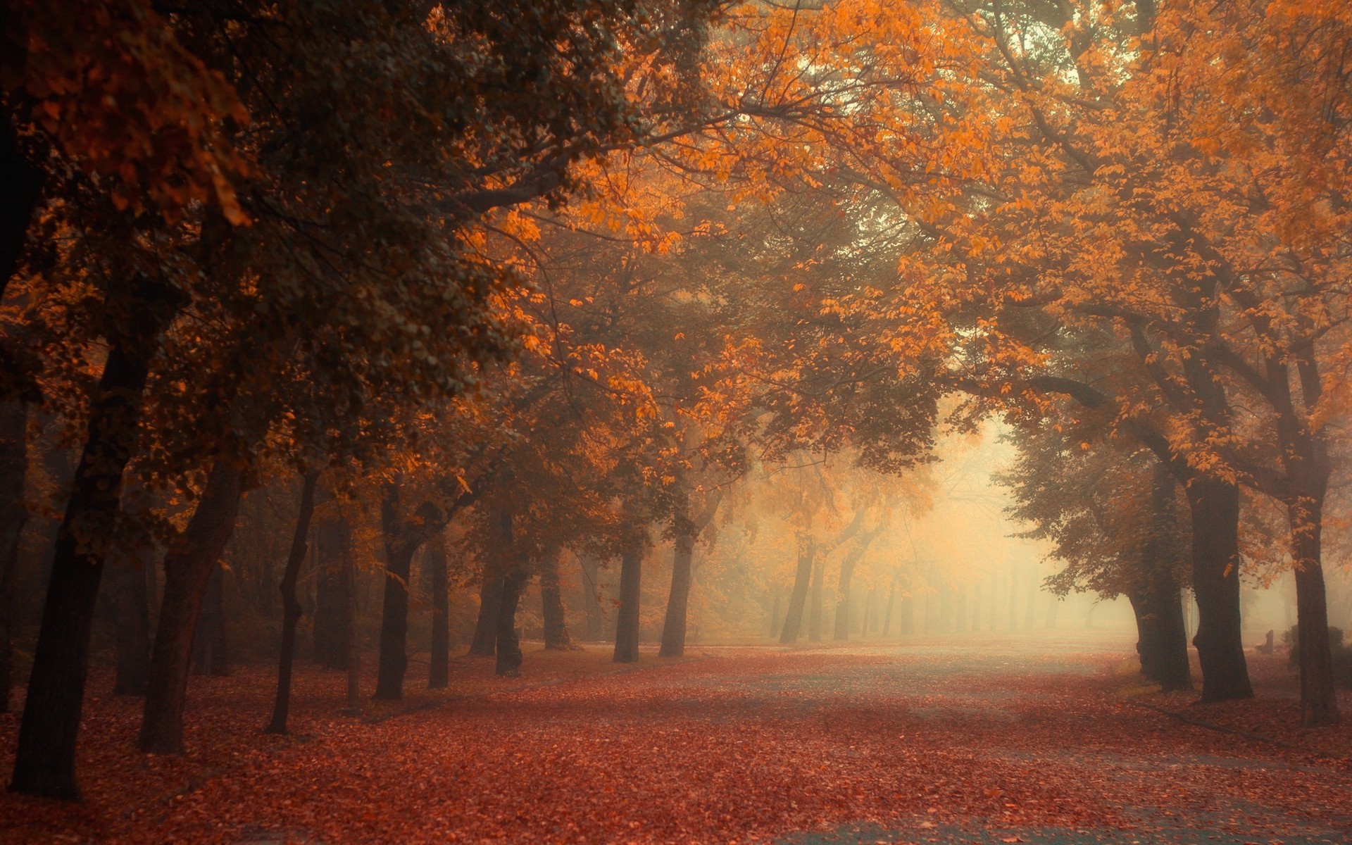 Скачать картинку Природа, Осень, Парк, Дерево, Листва, Фотографии в телефон бесплатно.