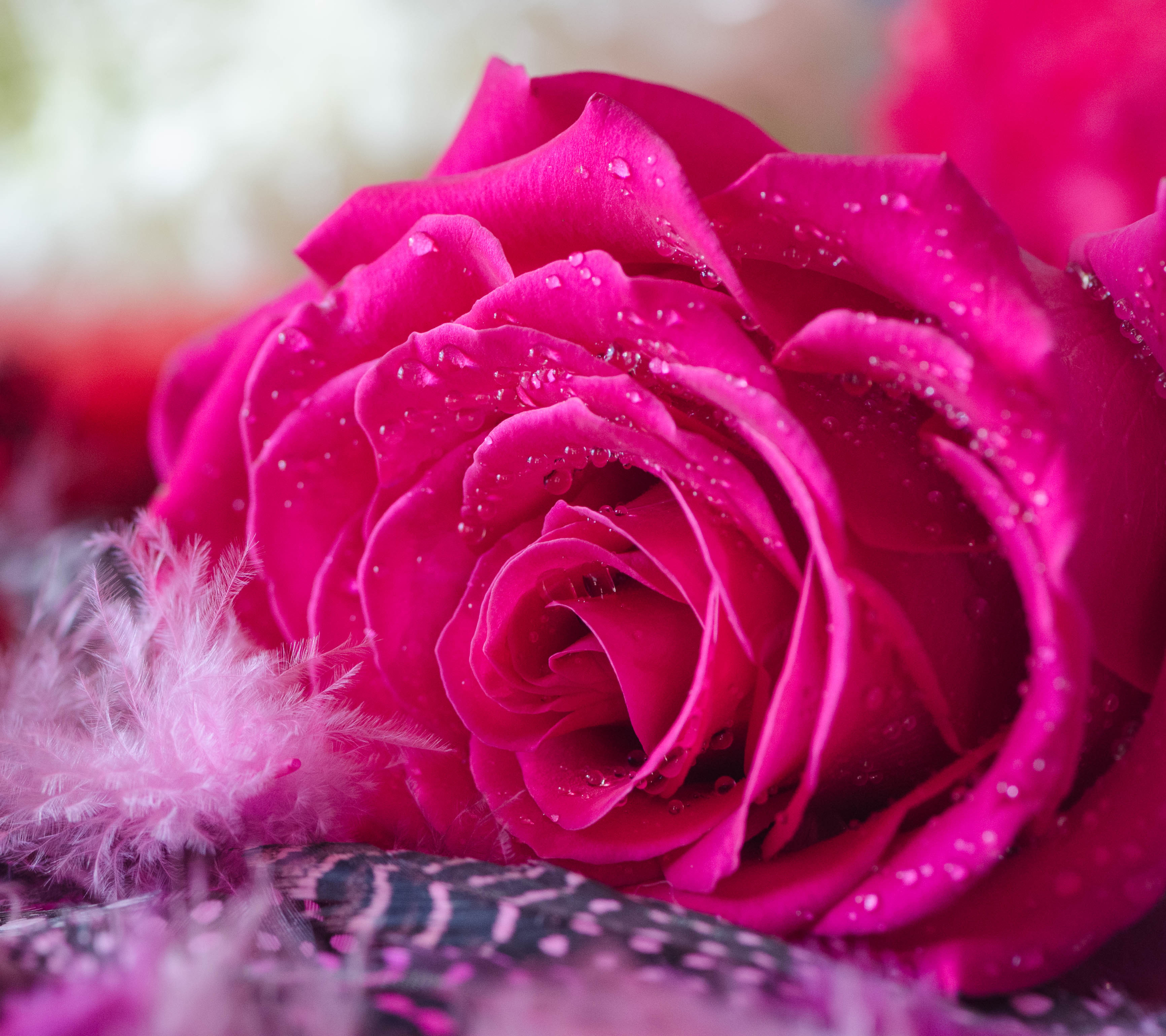 Free download wallpaper Flowers, Flower, Rose, Earth, Water Drop, Pink Flower on your PC desktop