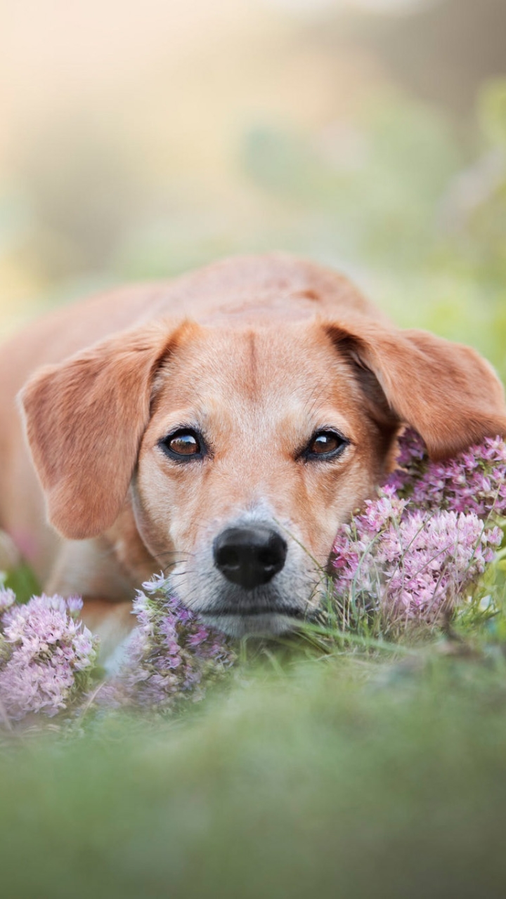 Handy-Wallpaper Tiere, Hunde, Blume, Hund kostenlos herunterladen.