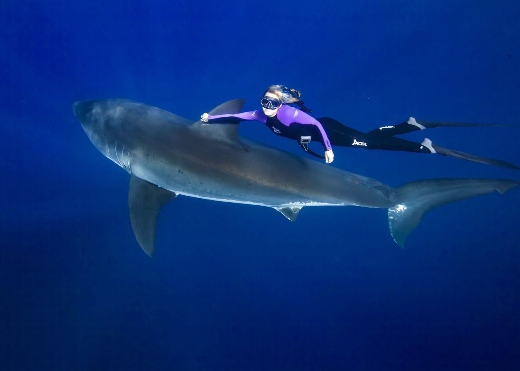 340087 baixar imagens animais, grande tubarão branco - papéis de parede e protetores de tela gratuitamente