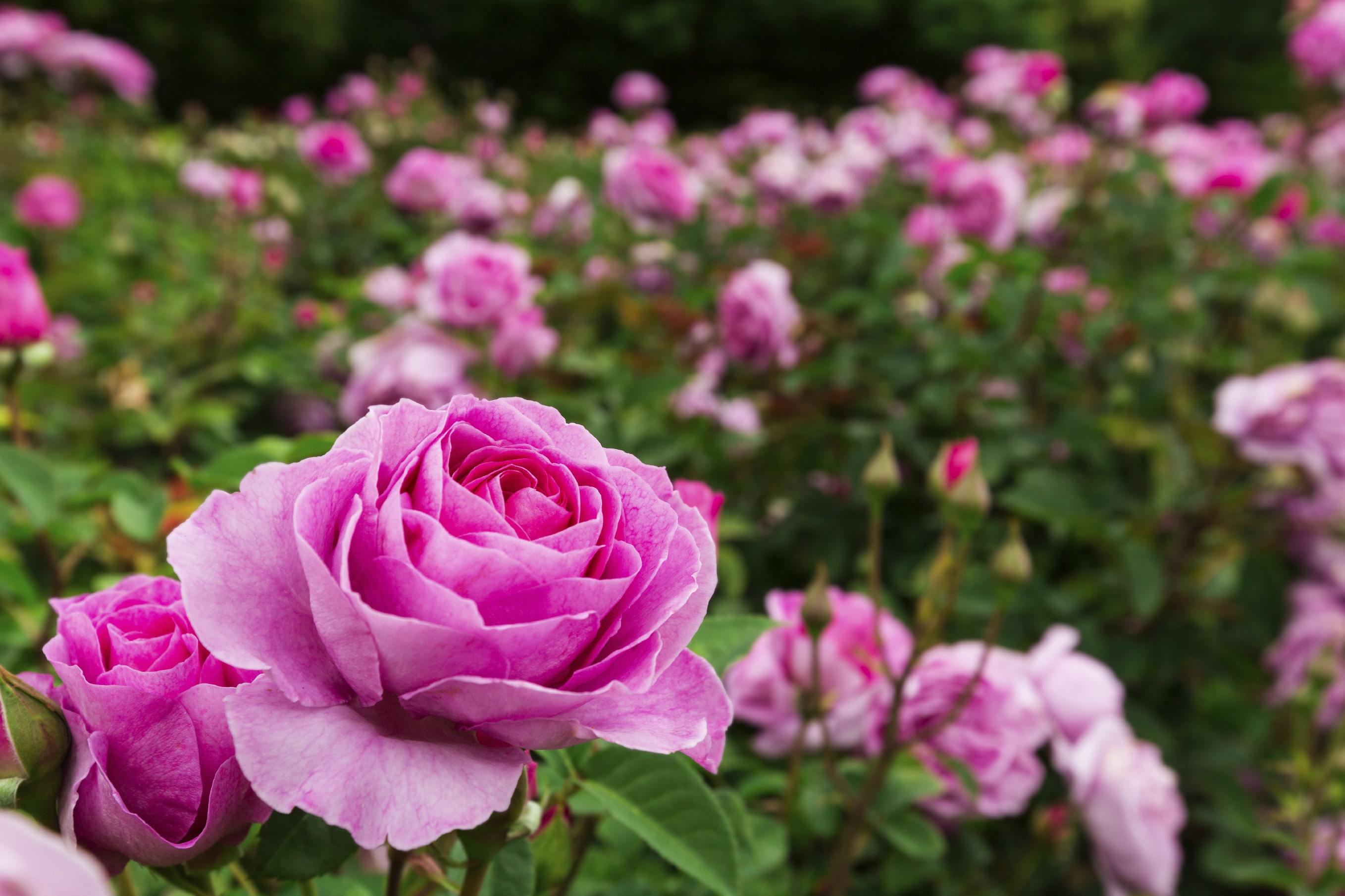 Laden Sie das Natur, Blumen, Blume, Rose, Erde/natur, Pinke Blume, Rosenstrauch-Bild kostenlos auf Ihren PC-Desktop herunter