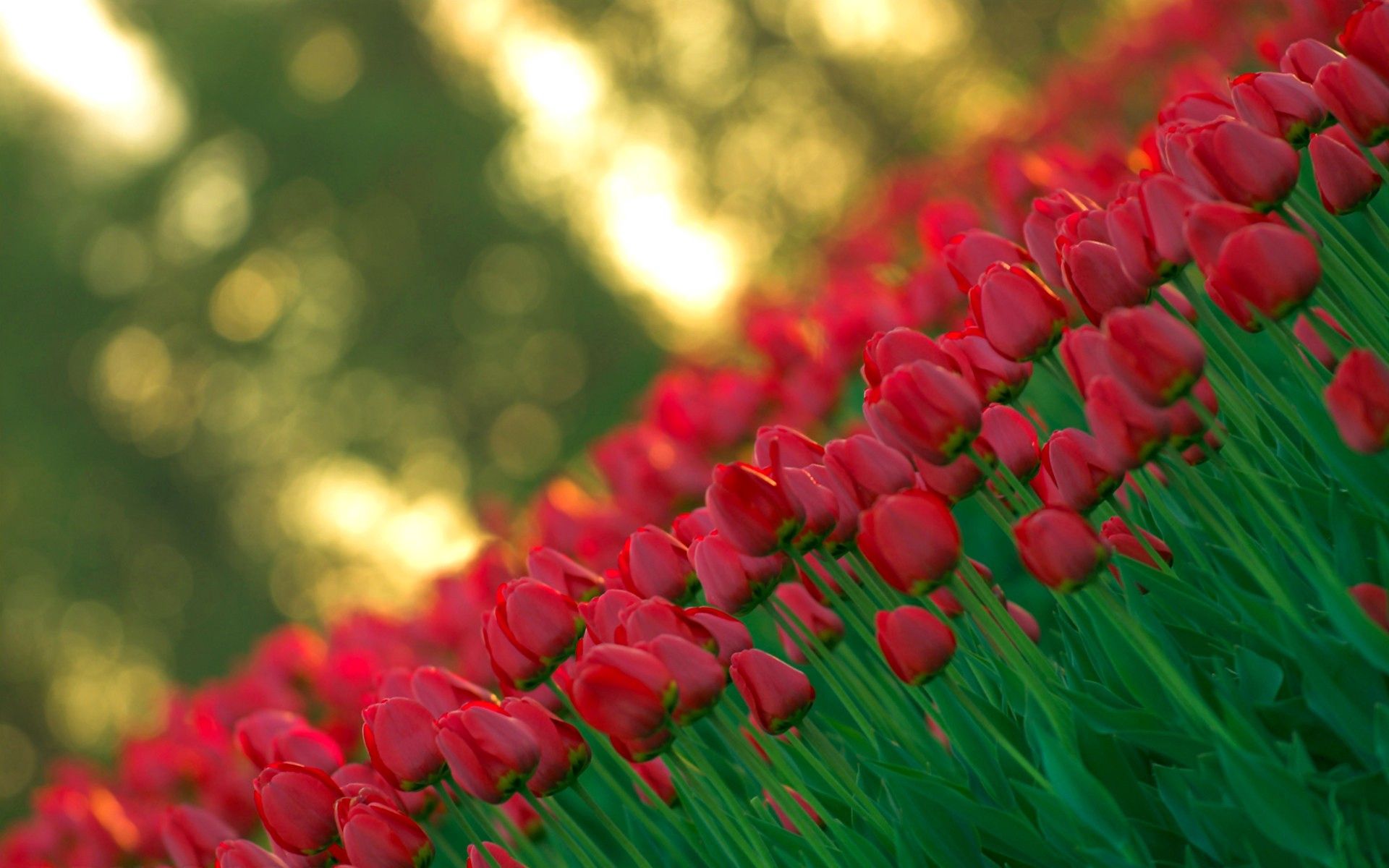 60636 descargar fondo de pantalla flores, tulipanes, tiroteo, encuesta, ángulo, esquina, nitidez, agudeza: protectores de pantalla e imágenes gratis