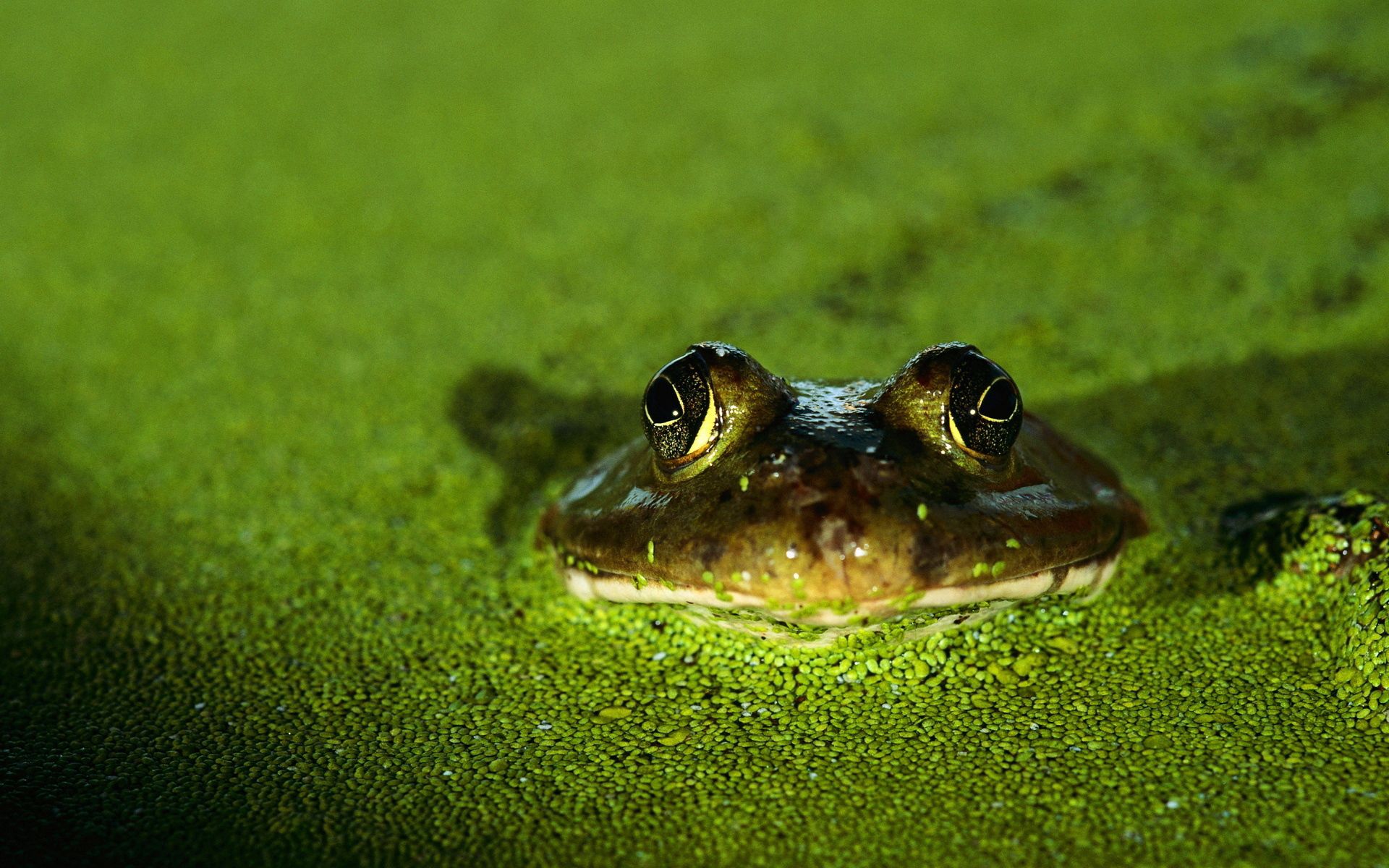 78608 скачать картинку жаба, животные, зеленый, лягушка - обои и заставки бесплатно