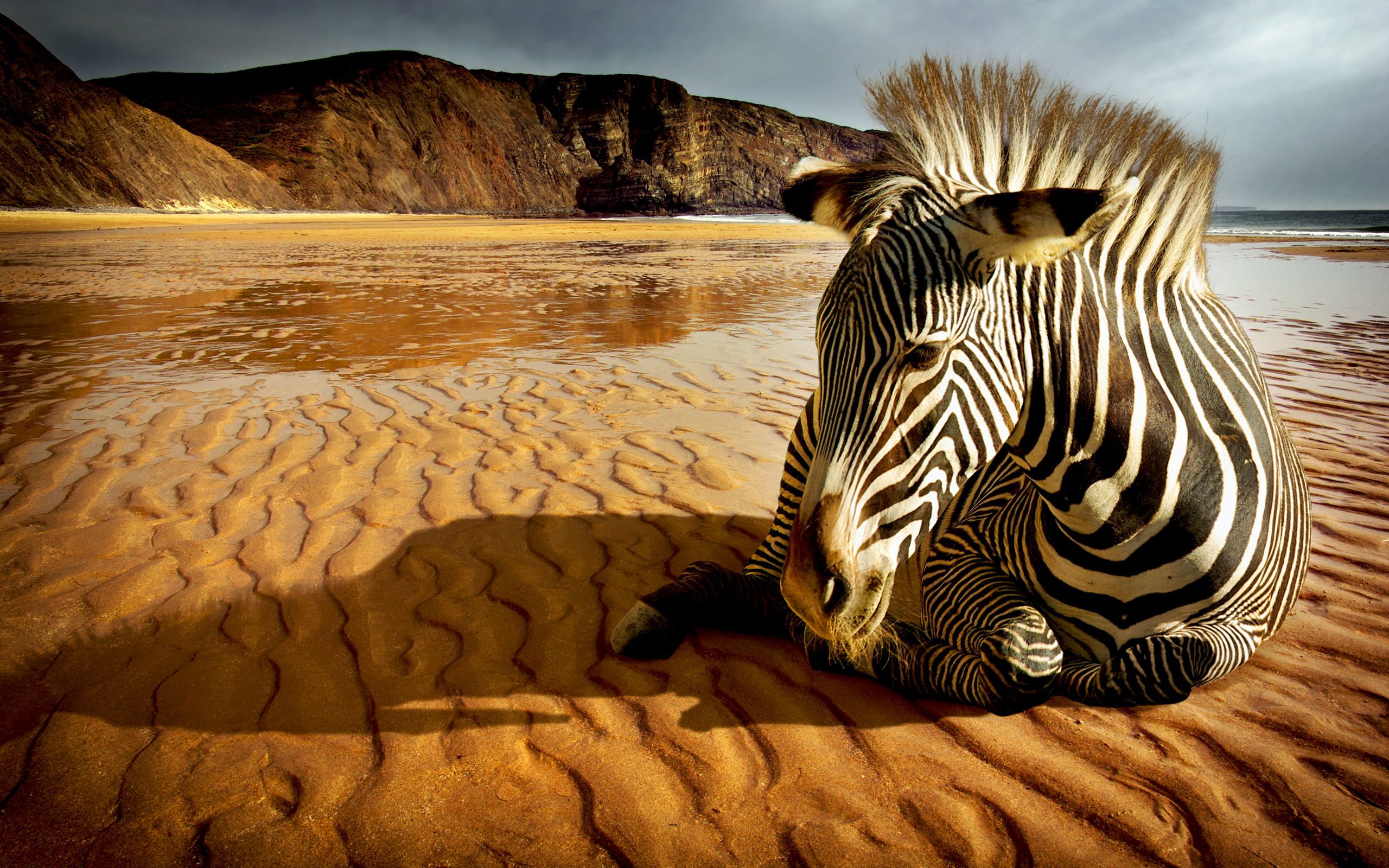 Free download wallpaper Animals, Landscape, Zebra on your PC desktop