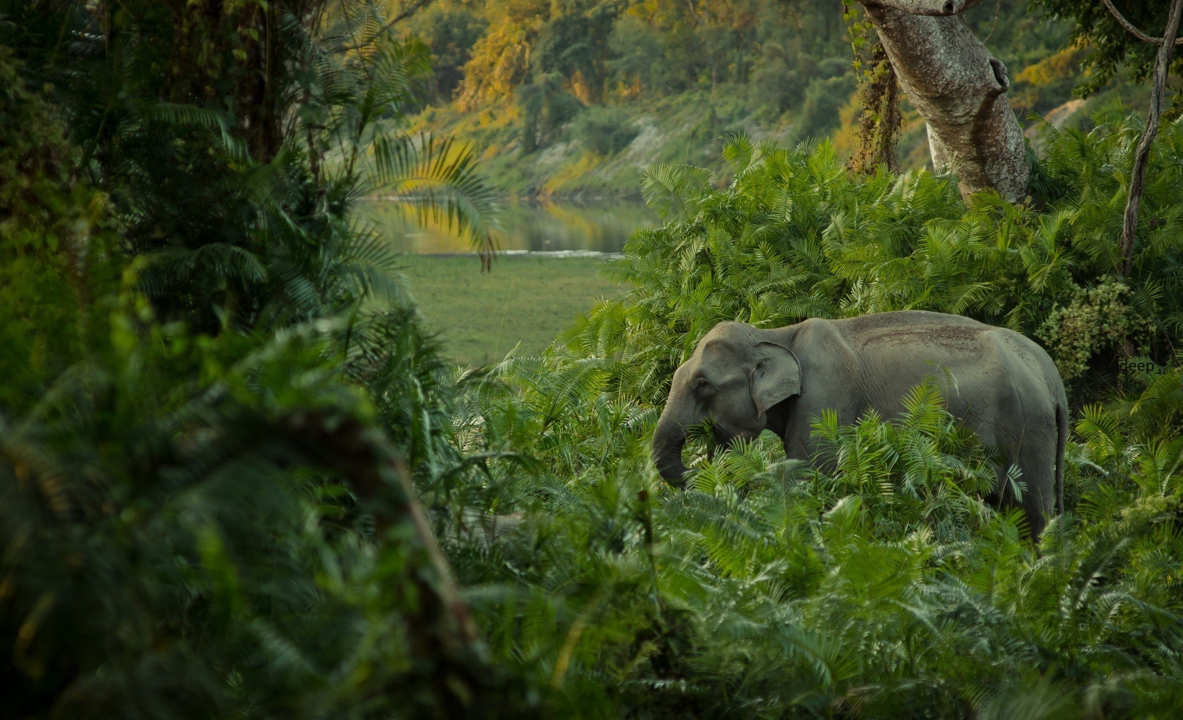 jungle, elephants, animal, asian elephant