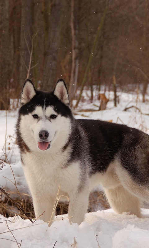 無料モバイル壁紙動物, 冬, 雪, 犬, ハスキーをダウンロードします。