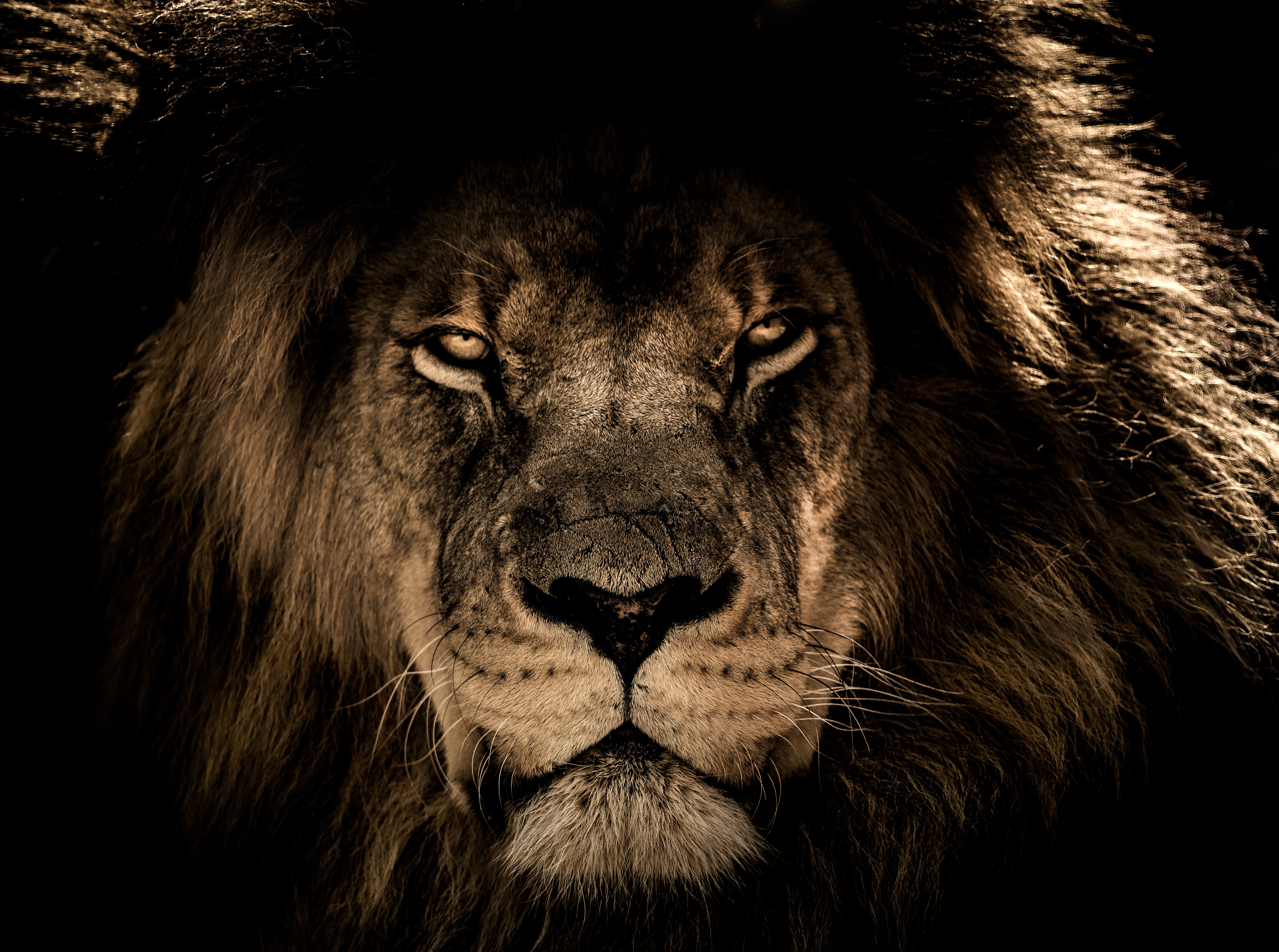 102216 baixar papel de parede leão, um leão, animais, predator, visão, focinho, predador, opinião, juba - protetores de tela e imagens gratuitamente