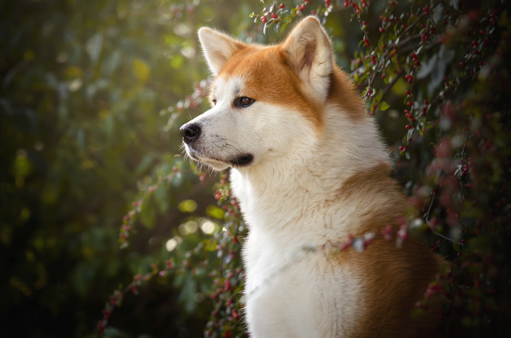 Download mobile wallpaper Dogs, Dog, Animal, Shiba Inu for free.