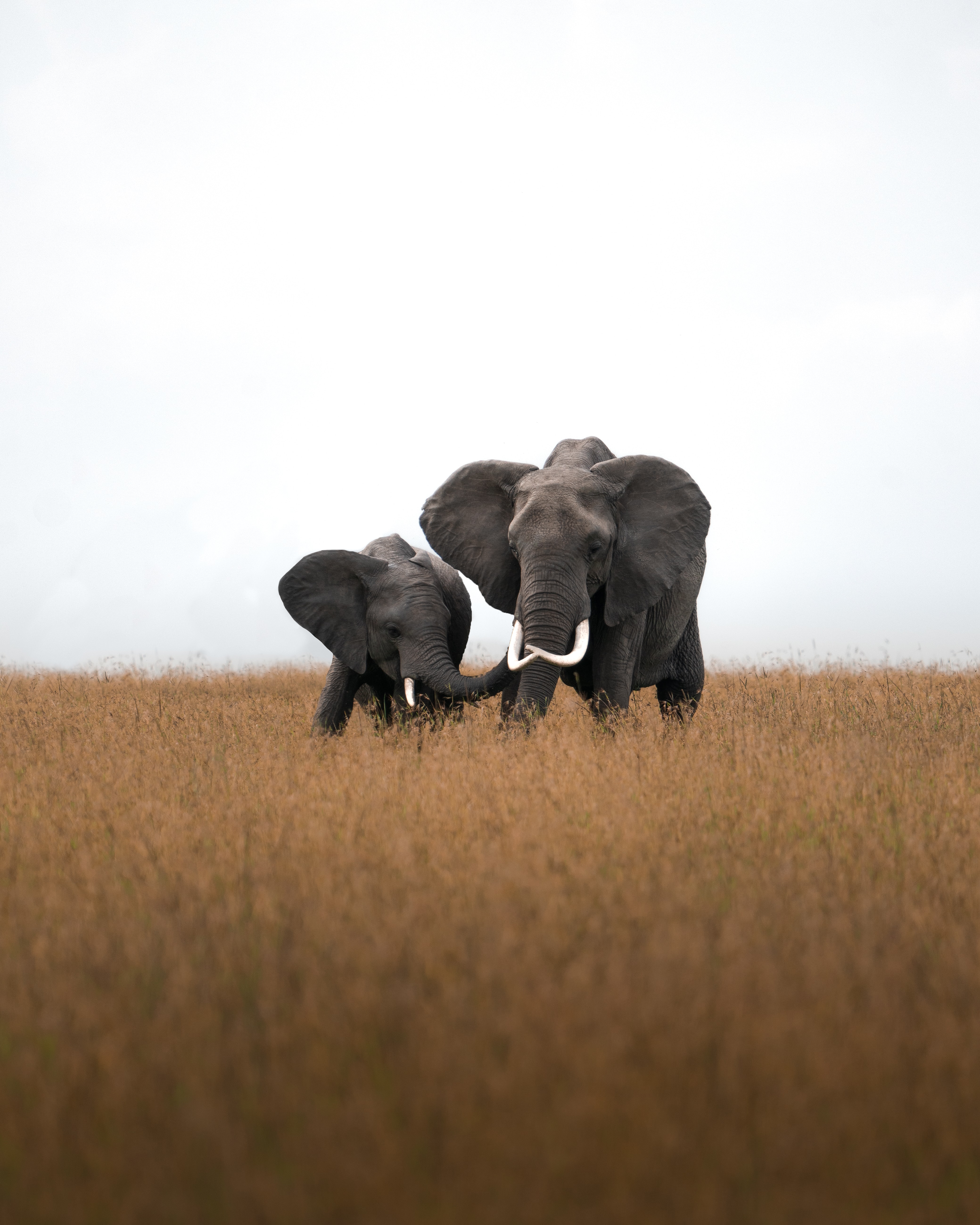 4k Elephants Photos