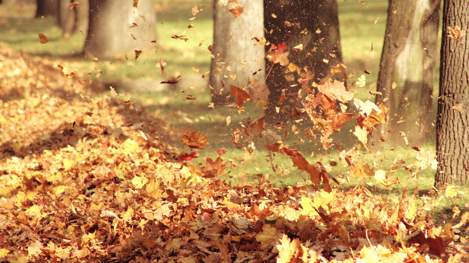 Download mobile wallpaper Leaves, Background for free.