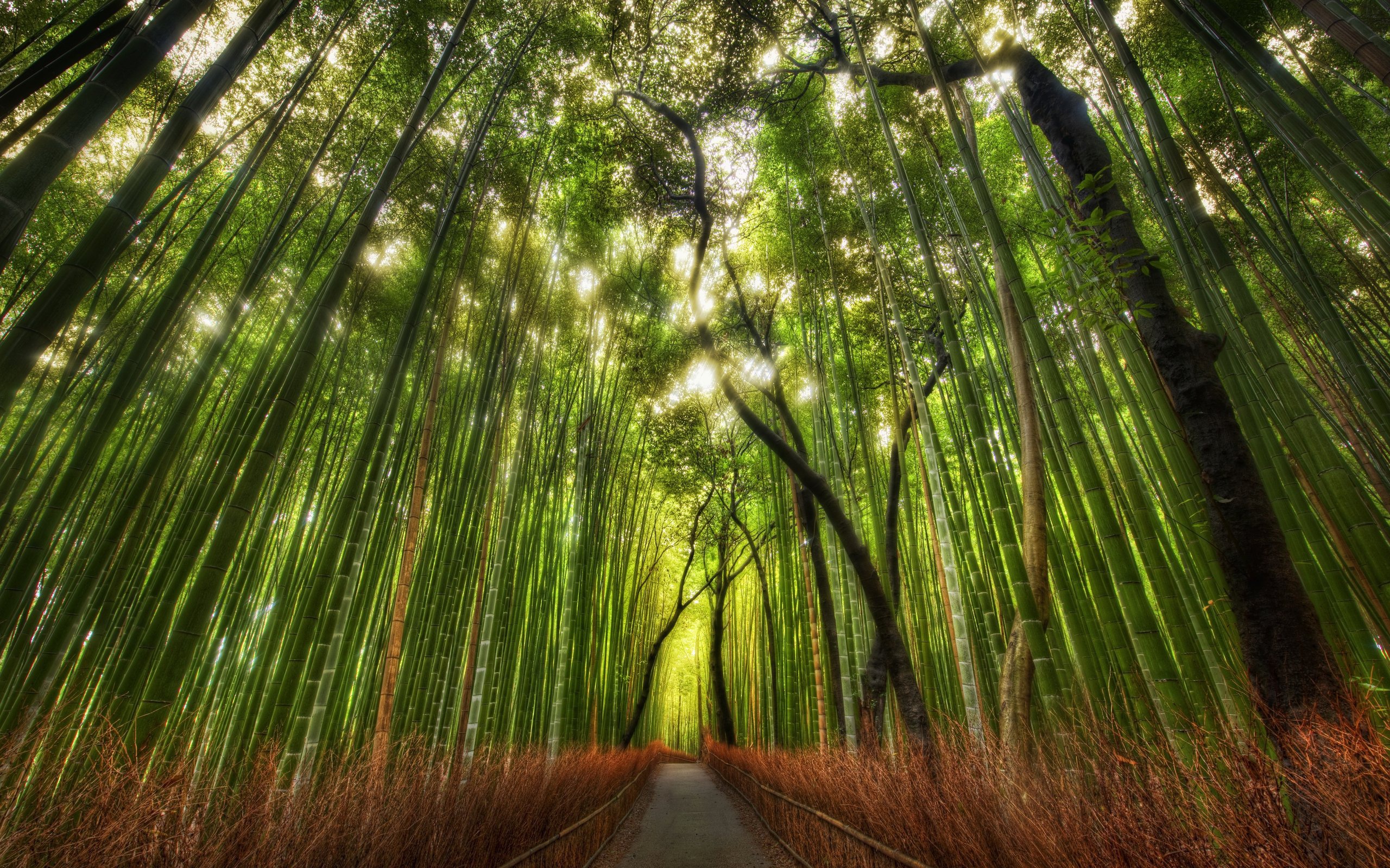 167418 télécharger l'image bambou, terre/nature - fonds d'écran et économiseurs d'écran gratuits