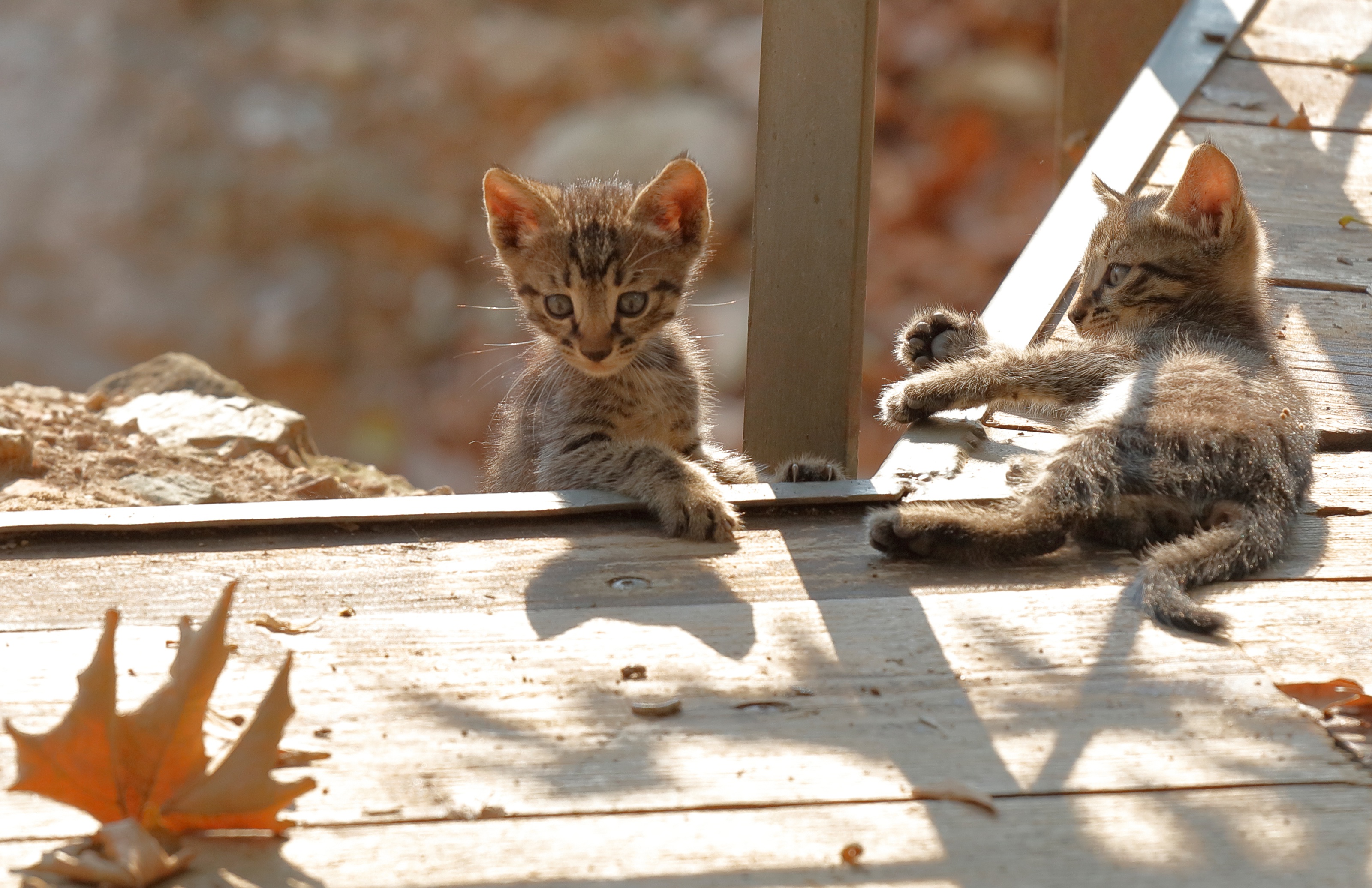 Descarga gratis la imagen Animales, Gatos, Gato, Gatito, Bebe Animal en el escritorio de tu PC