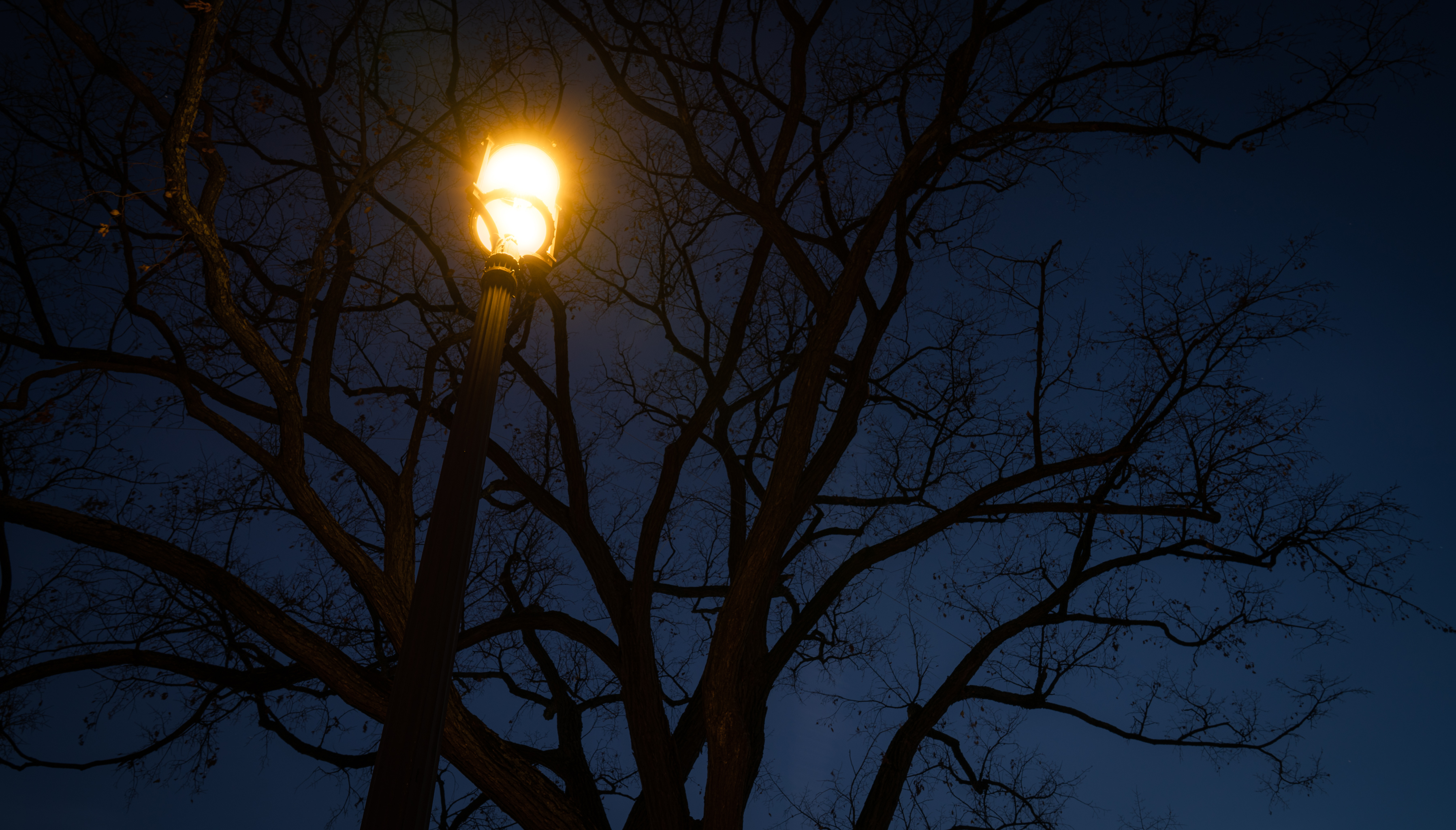 Free download wallpaper Wood, Tree, Dark, Lamp, Lantern, Night on your PC desktop