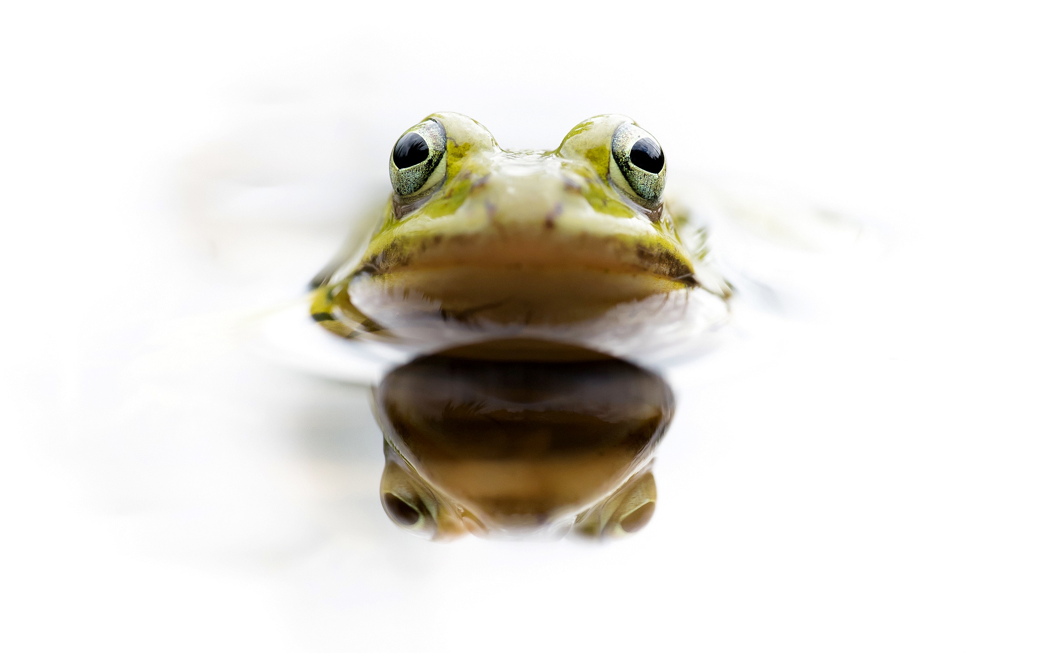 Download mobile wallpaper Water, Frogs, Reflection, Animal, Frog, Amphibian for free.