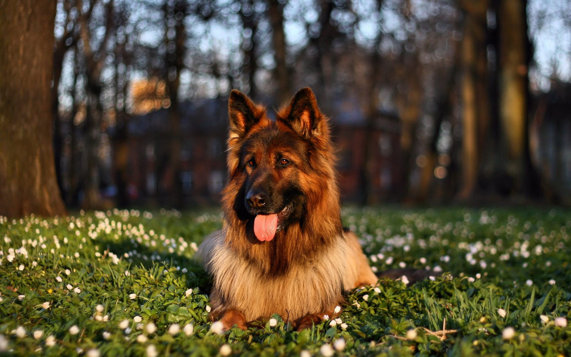 Baixe gratuitamente a imagem Cães, Cão, Animais na área de trabalho do seu PC