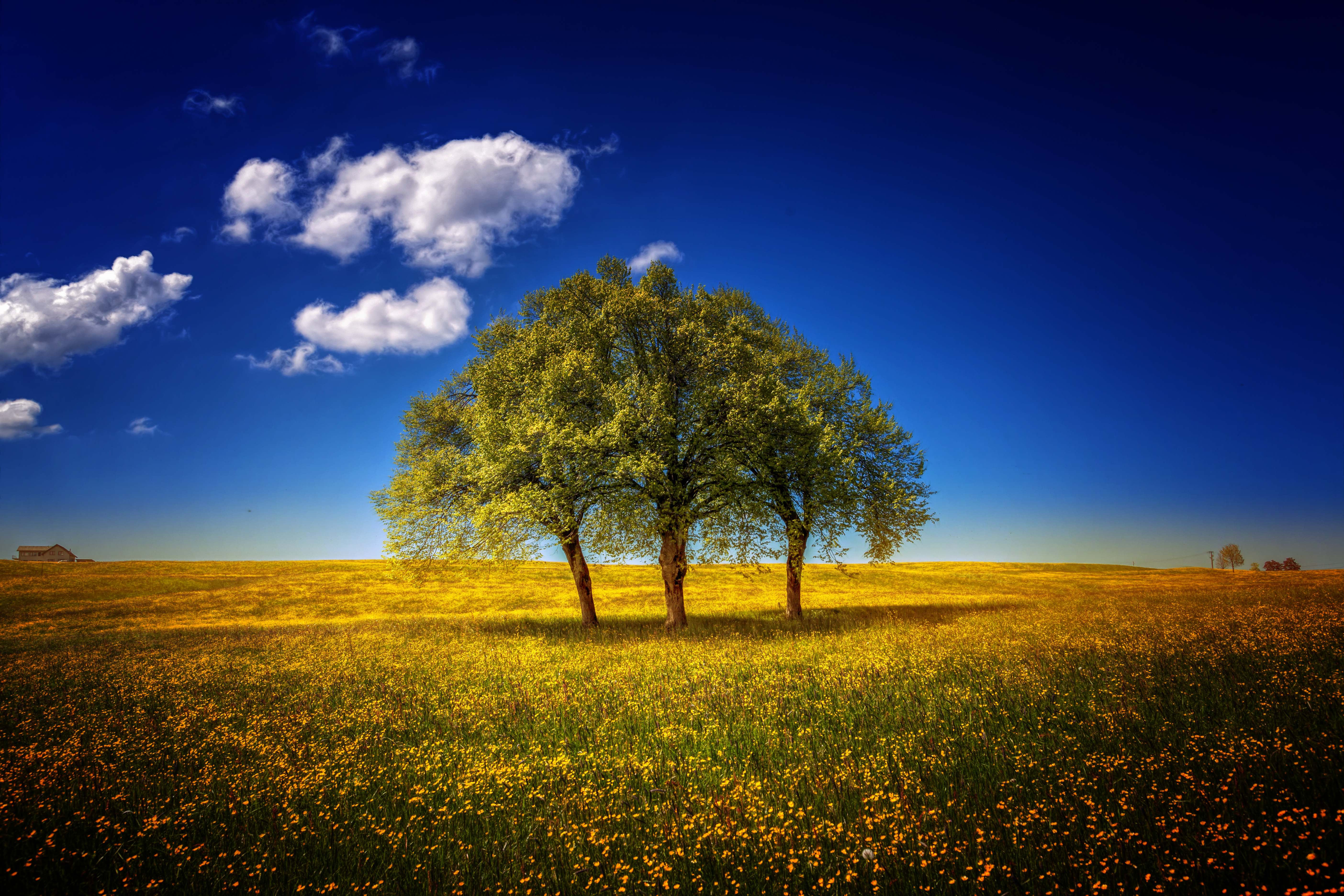 Download mobile wallpaper Trees, Sky, Tree, Earth, Spring, Cloud for free.