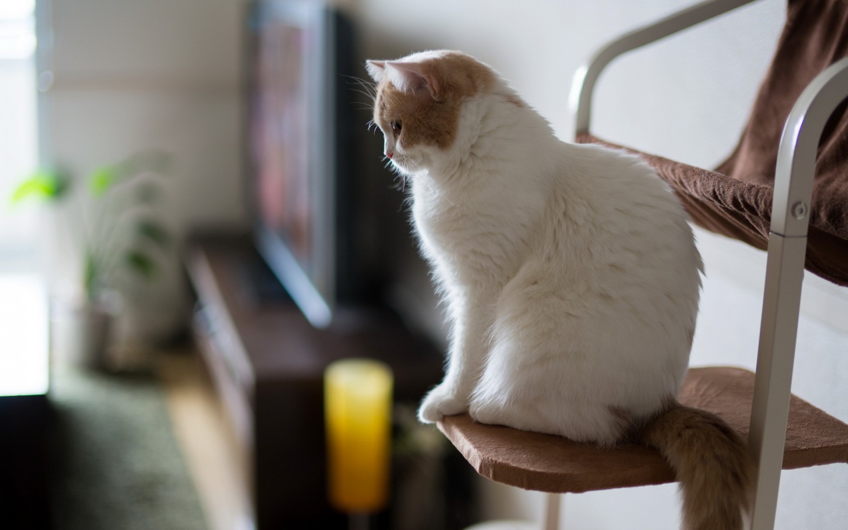 Téléchargez des papiers peints mobile Animaux, Chats, Chat gratuitement.