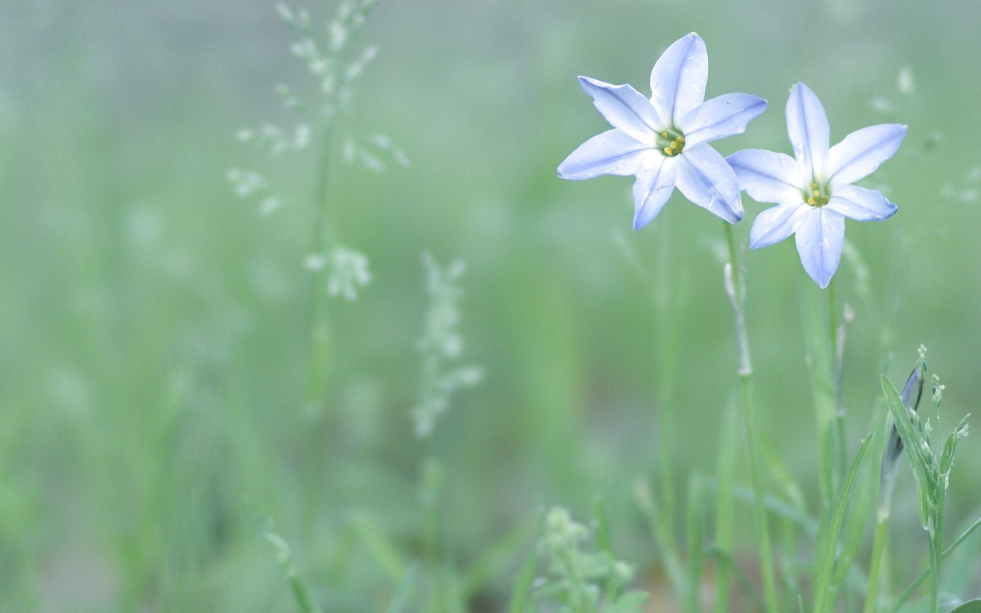 Free download wallpaper Flowers, Flower, Earth on your PC desktop