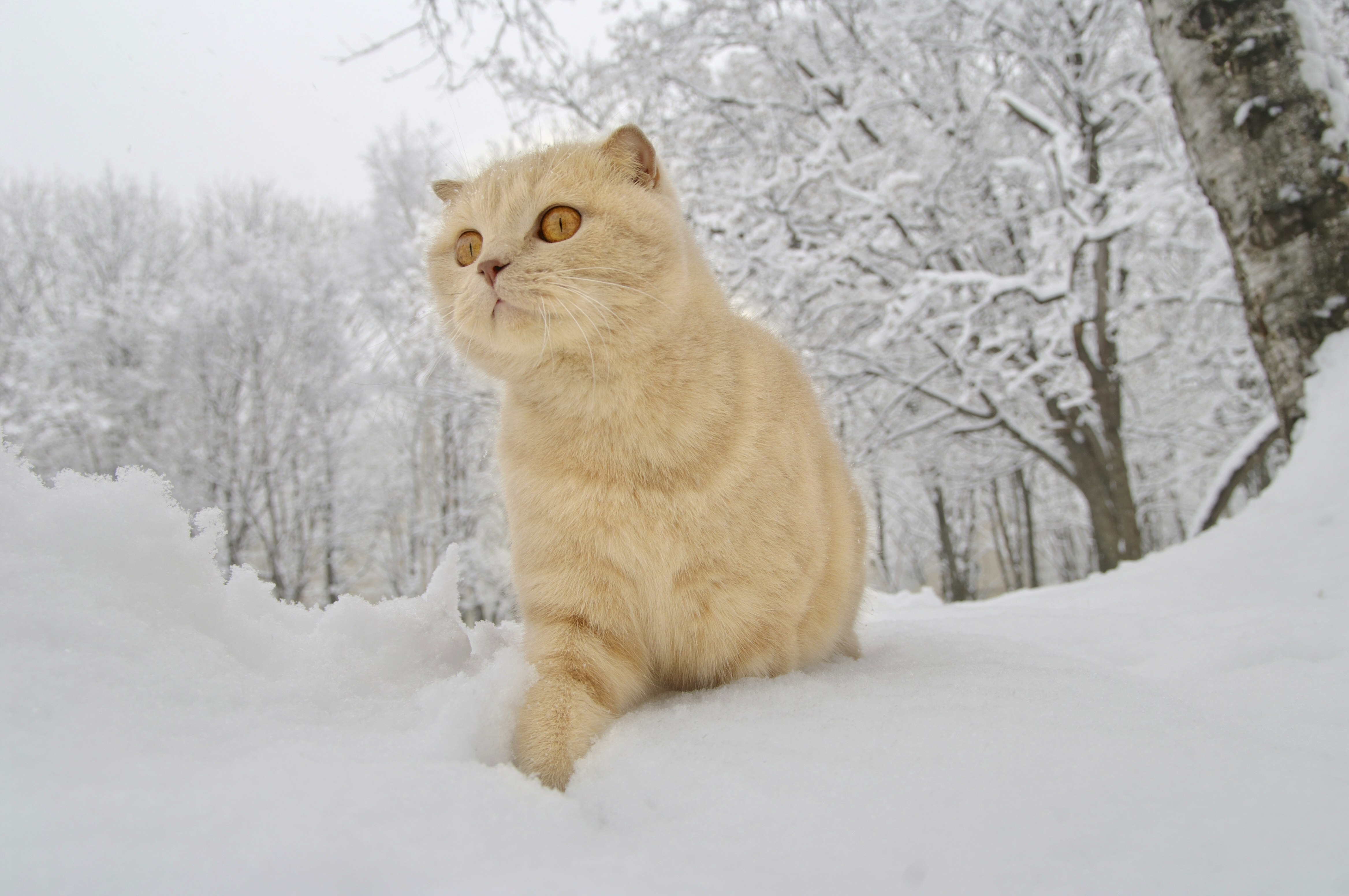 Скачати мобільні шпалери Зима, Сніг, Кішка, Тварина, Коти безкоштовно.