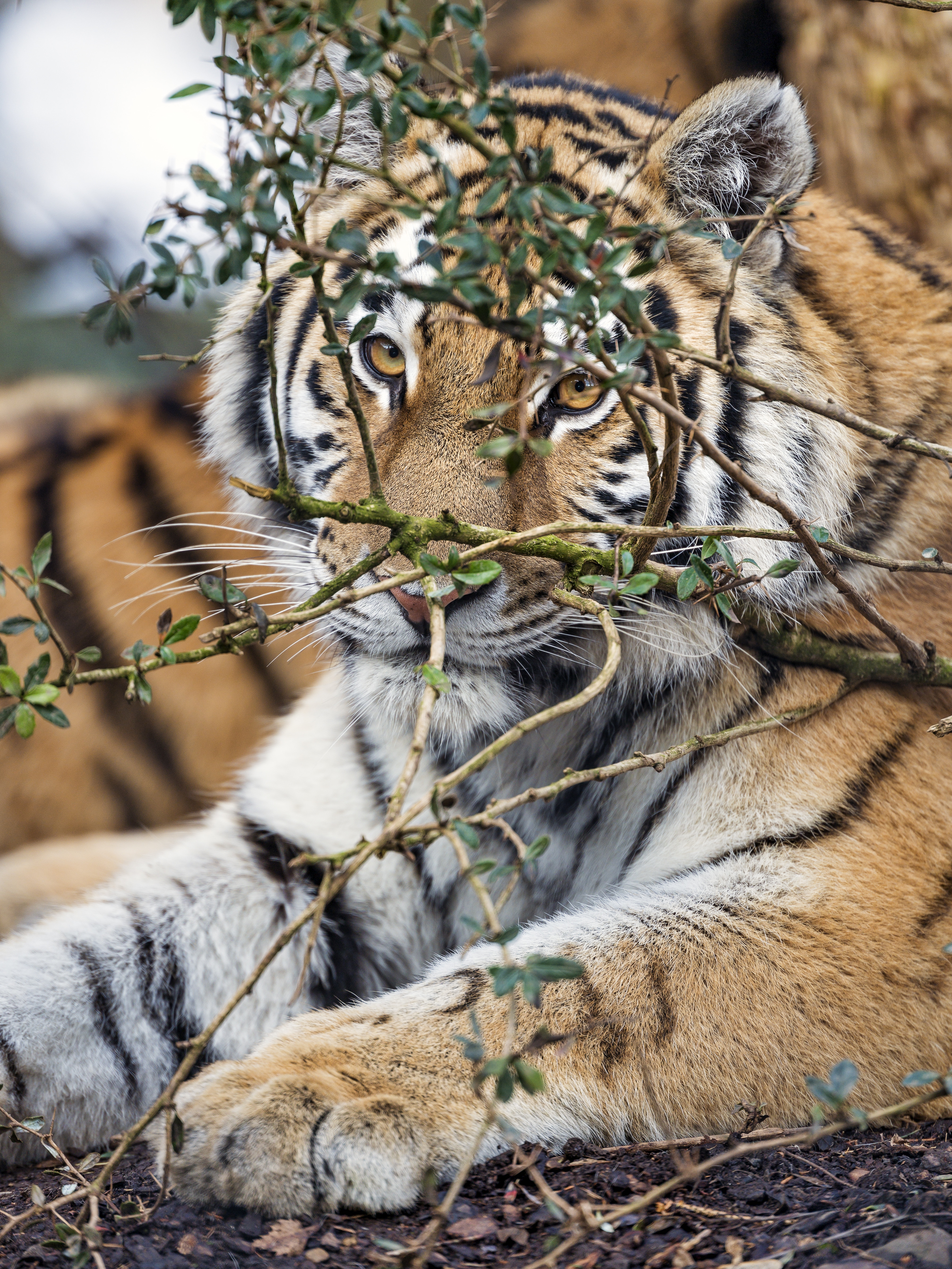Download mobile wallpaper Sight, Opinion, Animals, Predator, Big Cat, Tiger for free.