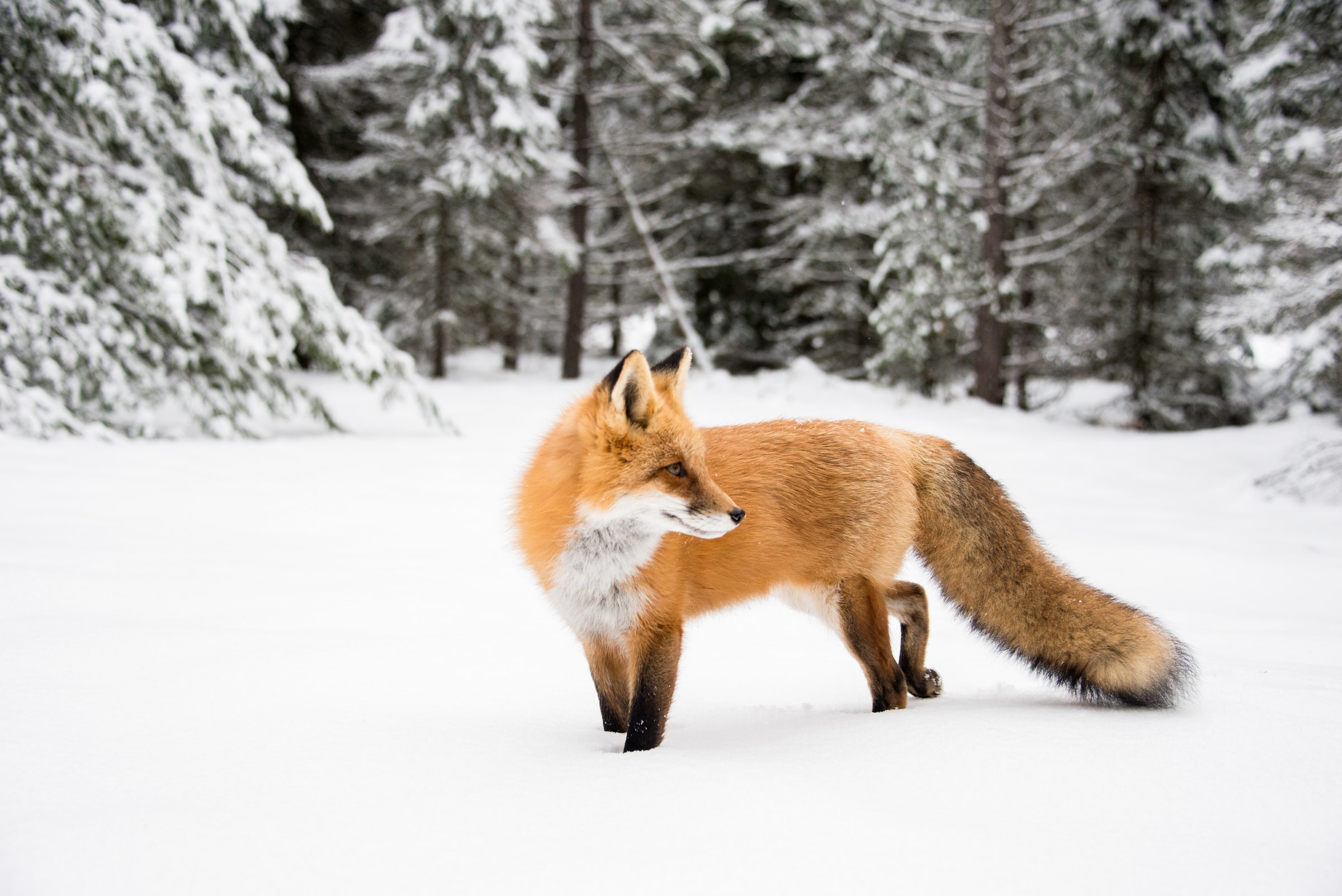 Download mobile wallpaper Winter, Fox, Animal for free.