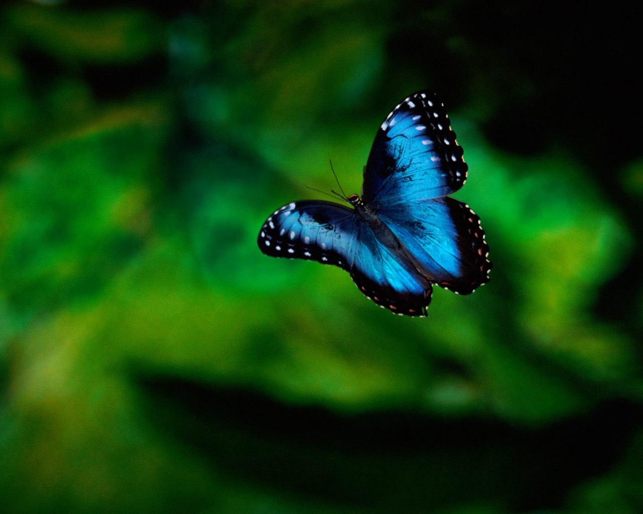 Téléchargez gratuitement l'image Animaux, Papillon sur le bureau de votre PC