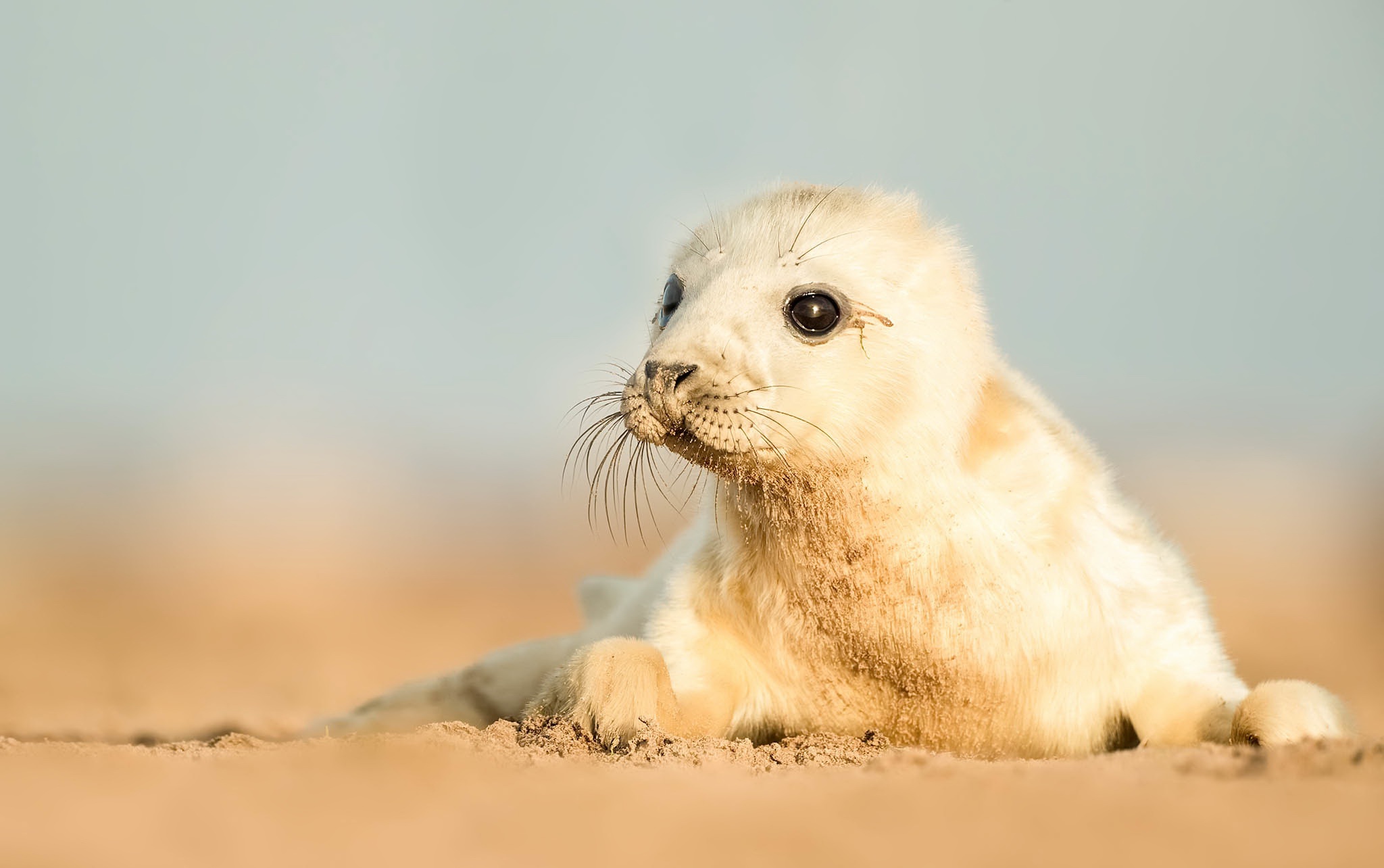 Free download wallpaper Seals, Animal, Seal, Baby Animal on your PC desktop