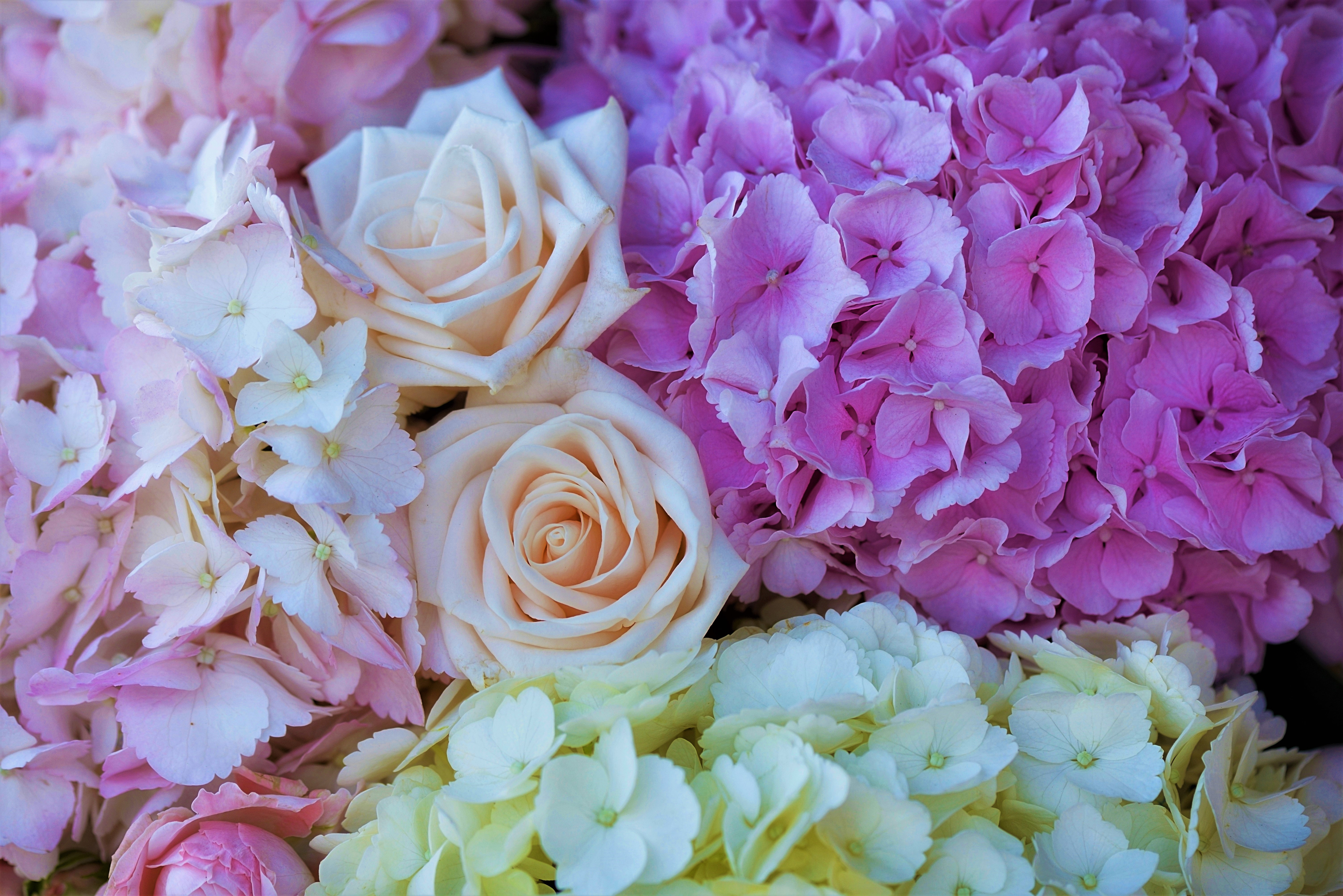 Handy-Wallpaper Blumen, Blume, Rose, Pastell, Hortensien, Weiße Blume, Erde/natur, Pinke Blume kostenlos herunterladen.