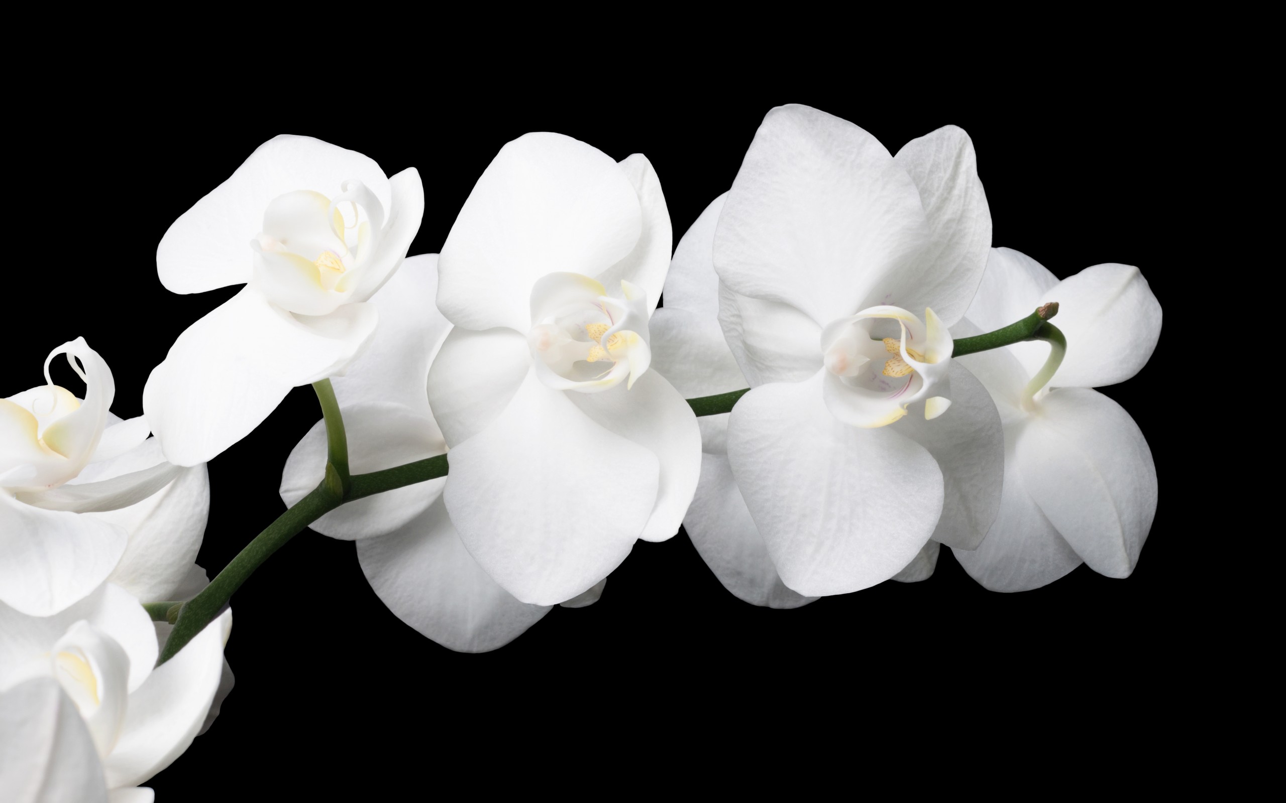 Téléchargez gratuitement l'image Fleurs, Fleur, Orchidée, Terre/nature sur le bureau de votre PC