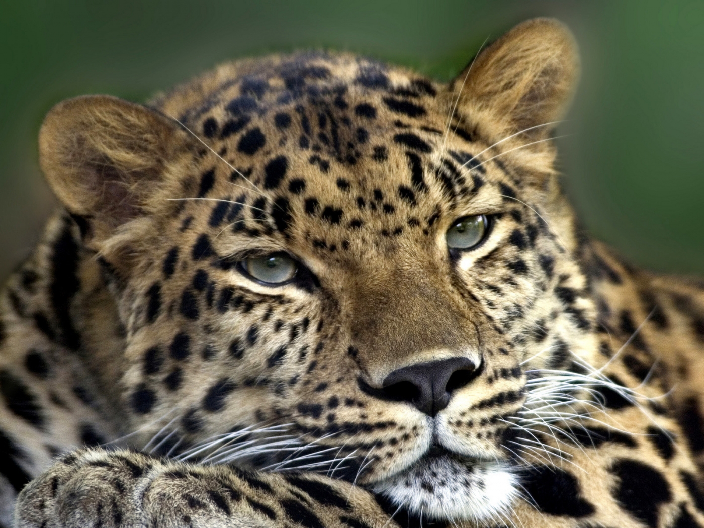 1080p Leopards Wallpaper