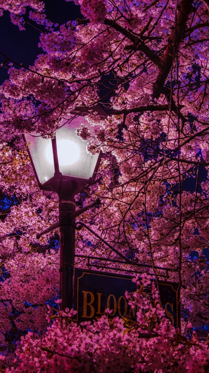 1362622 descargar fondo de pantalla fotografía, noche, poste de luz, alumbrado público, florecer, flor rosa, sakura: protectores de pantalla e imágenes gratis