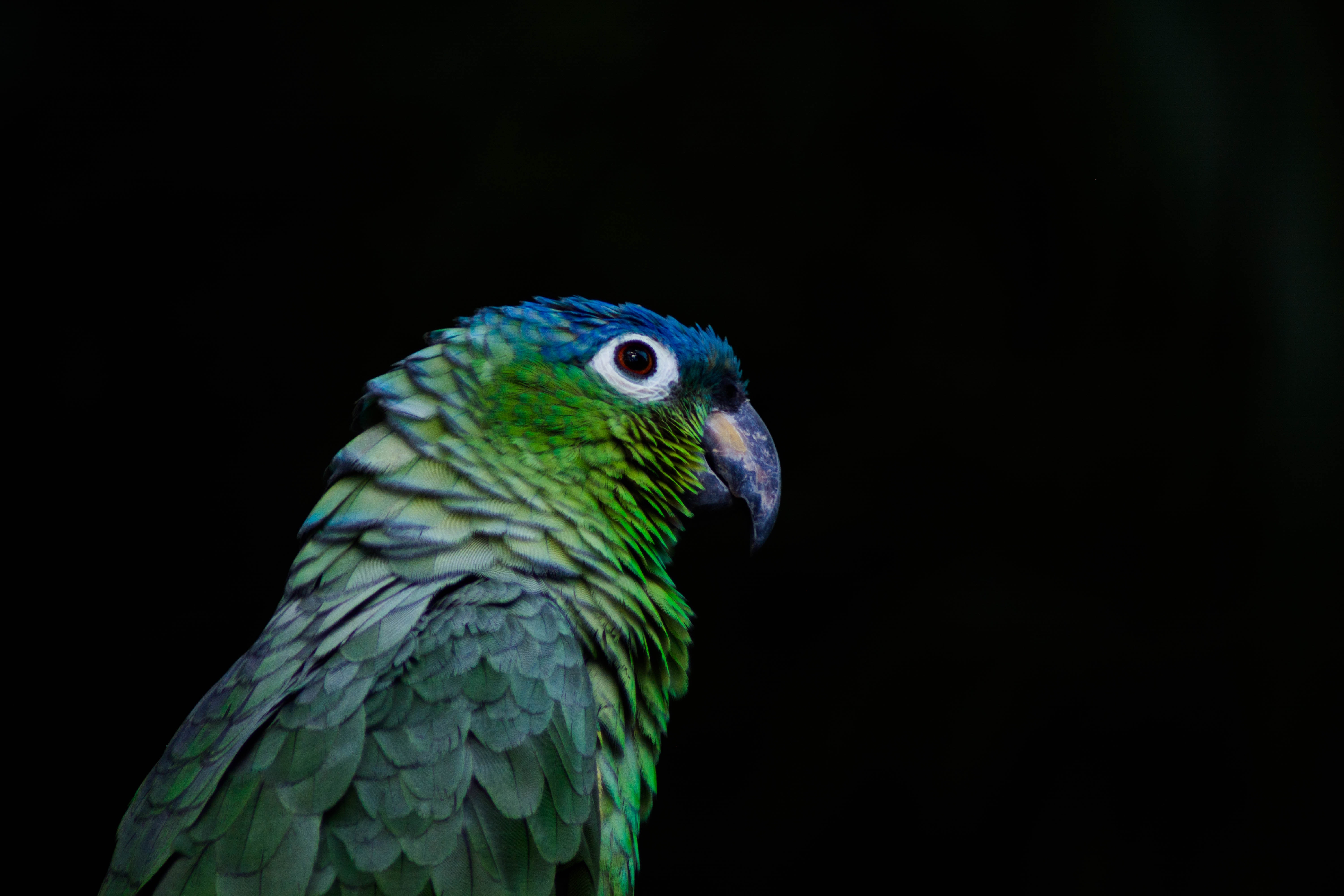 Free download wallpaper Animals, Color, Bird, Parrots, Beak, Black Background on your PC desktop