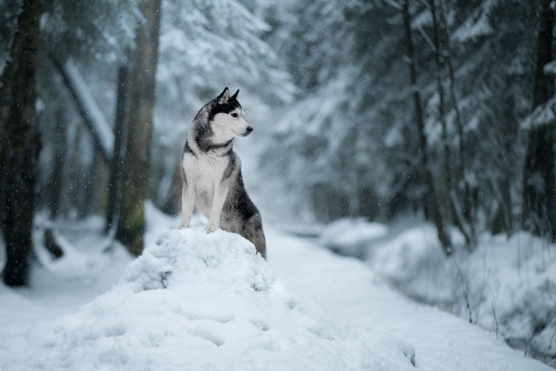 Download mobile wallpaper Winter, Dogs, Snow, Dog, Animal, Husky, Depth Of Field for free.