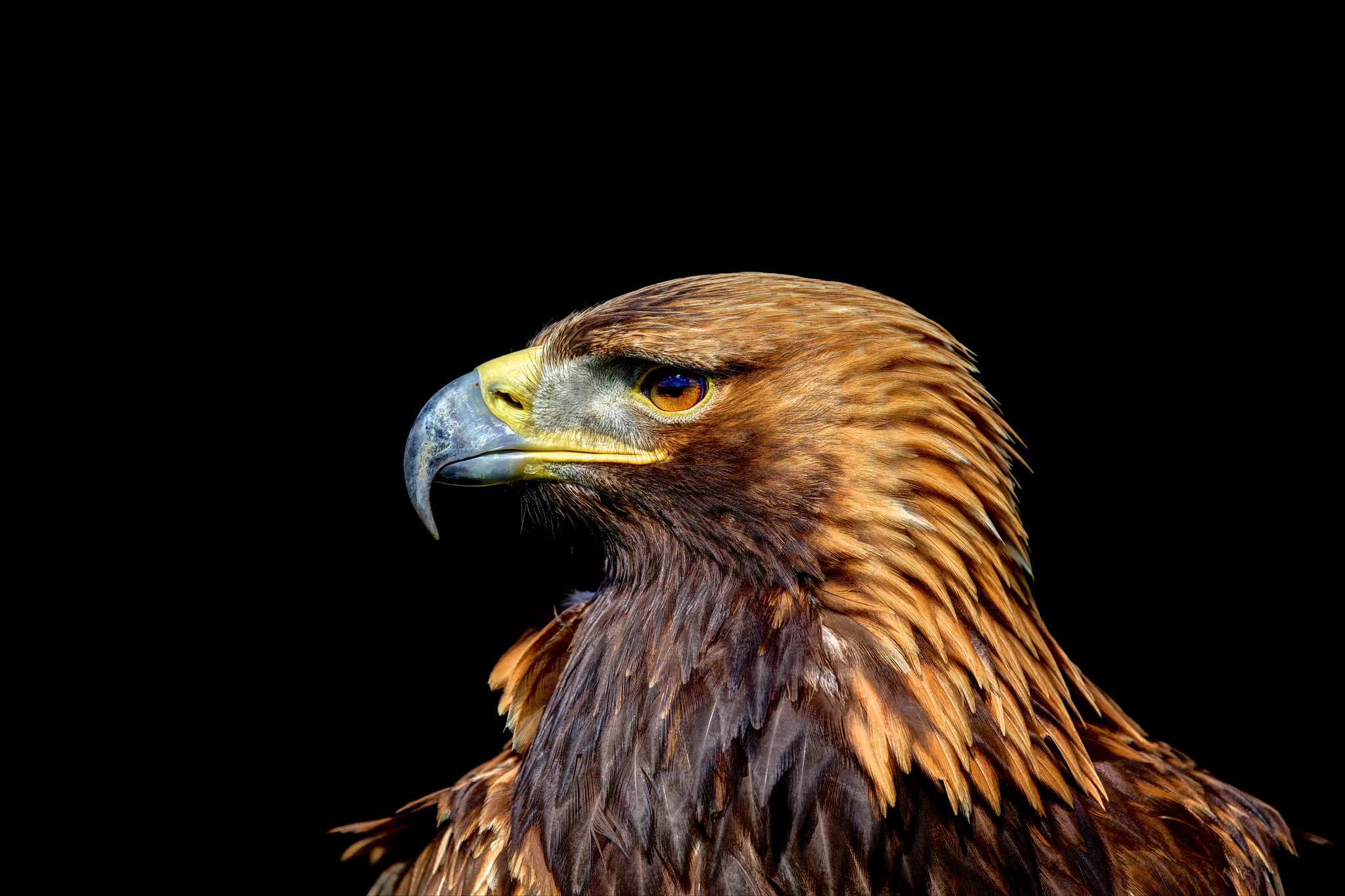 403877 скачать обои профиль, золотой орел, животные, клюв, хищная птица, птицы - заставки и картинки бесплатно