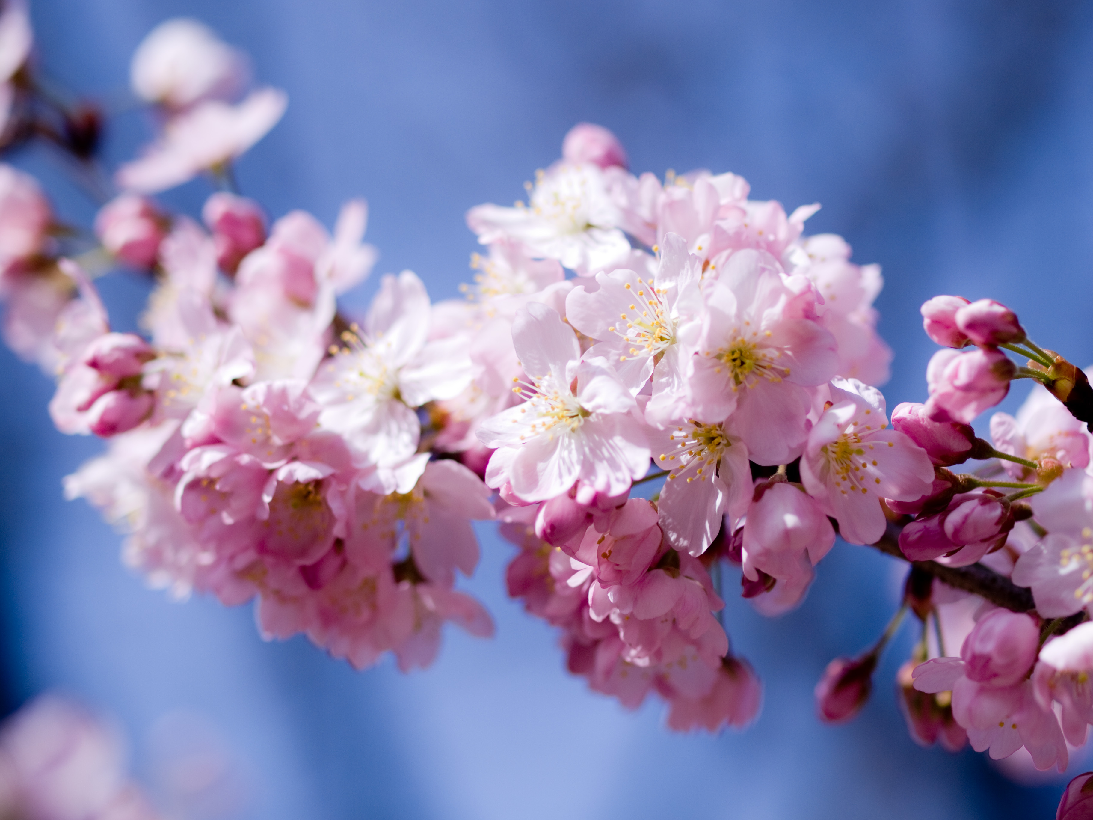 Free download wallpaper Flowers, Earth, Blossom on your PC desktop