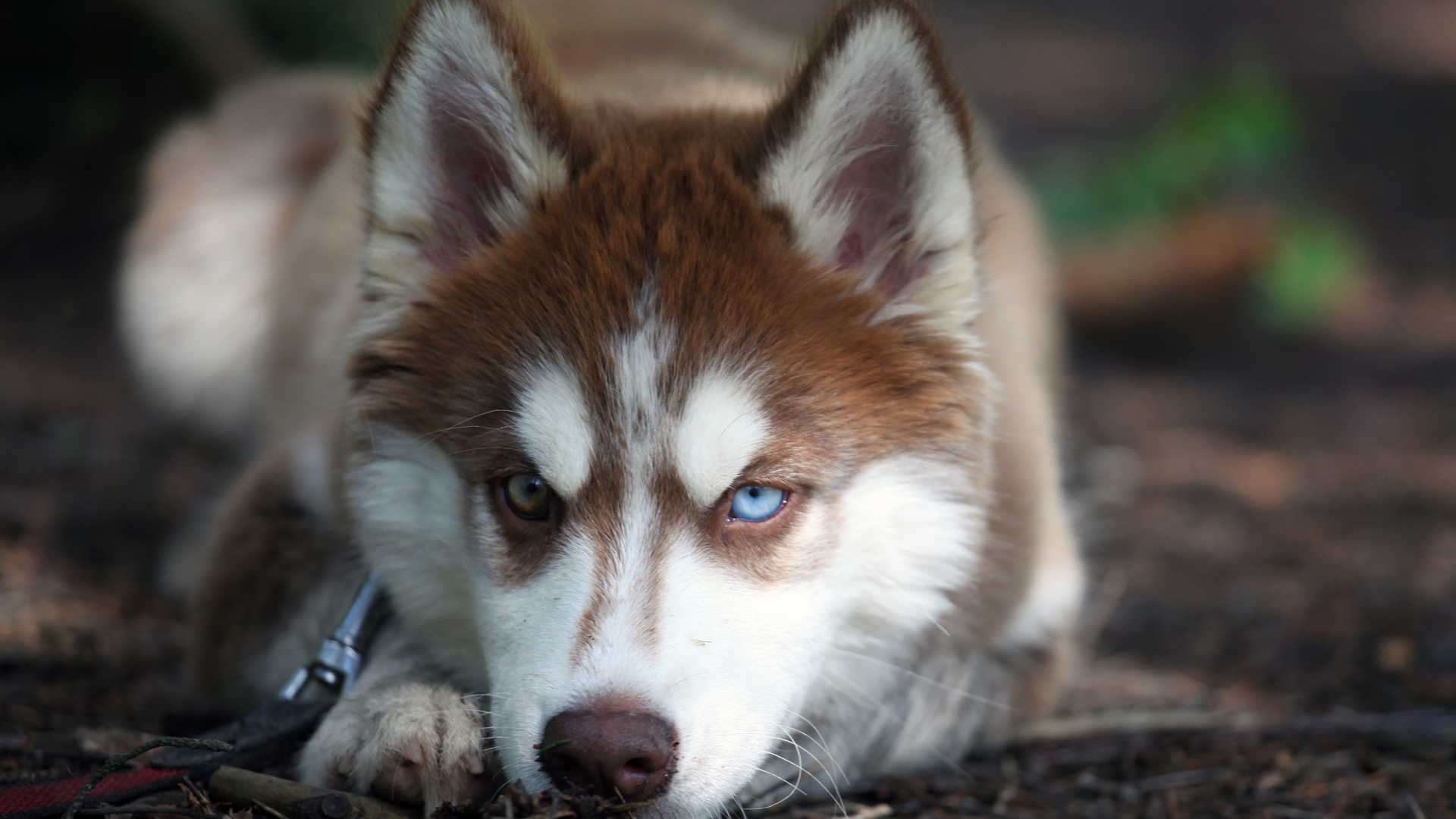 Download mobile wallpaper Dog, Animal, Siberian Husky for free.