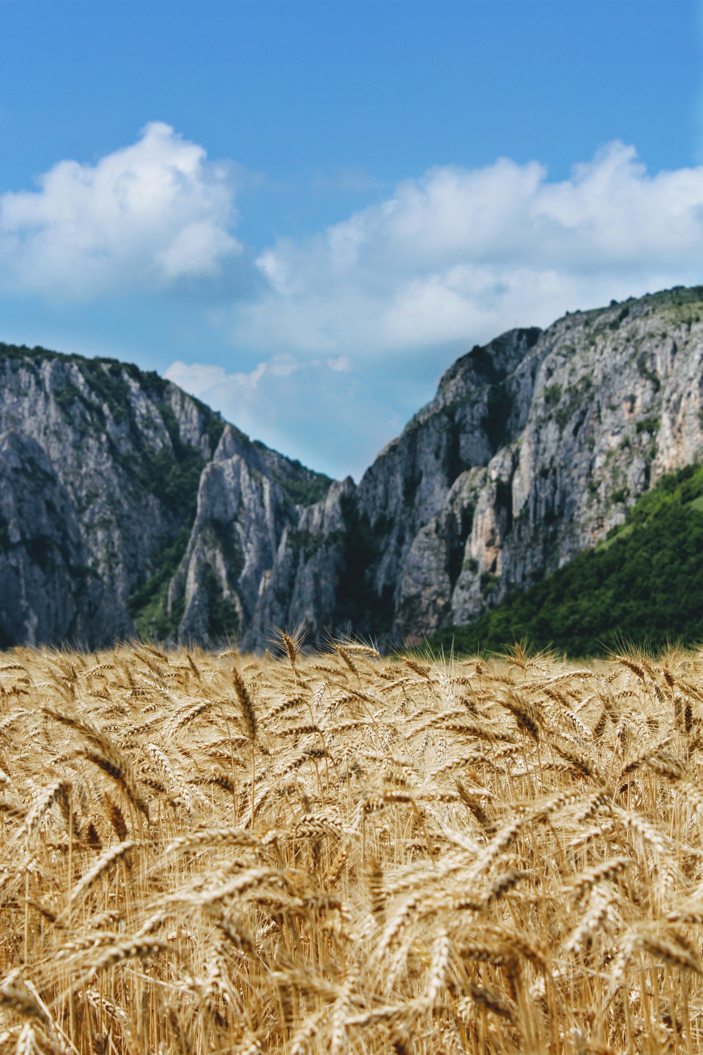 Free download wallpaper Nature, Mountains, Field, Ears, Spikes, Wheat on your PC desktop